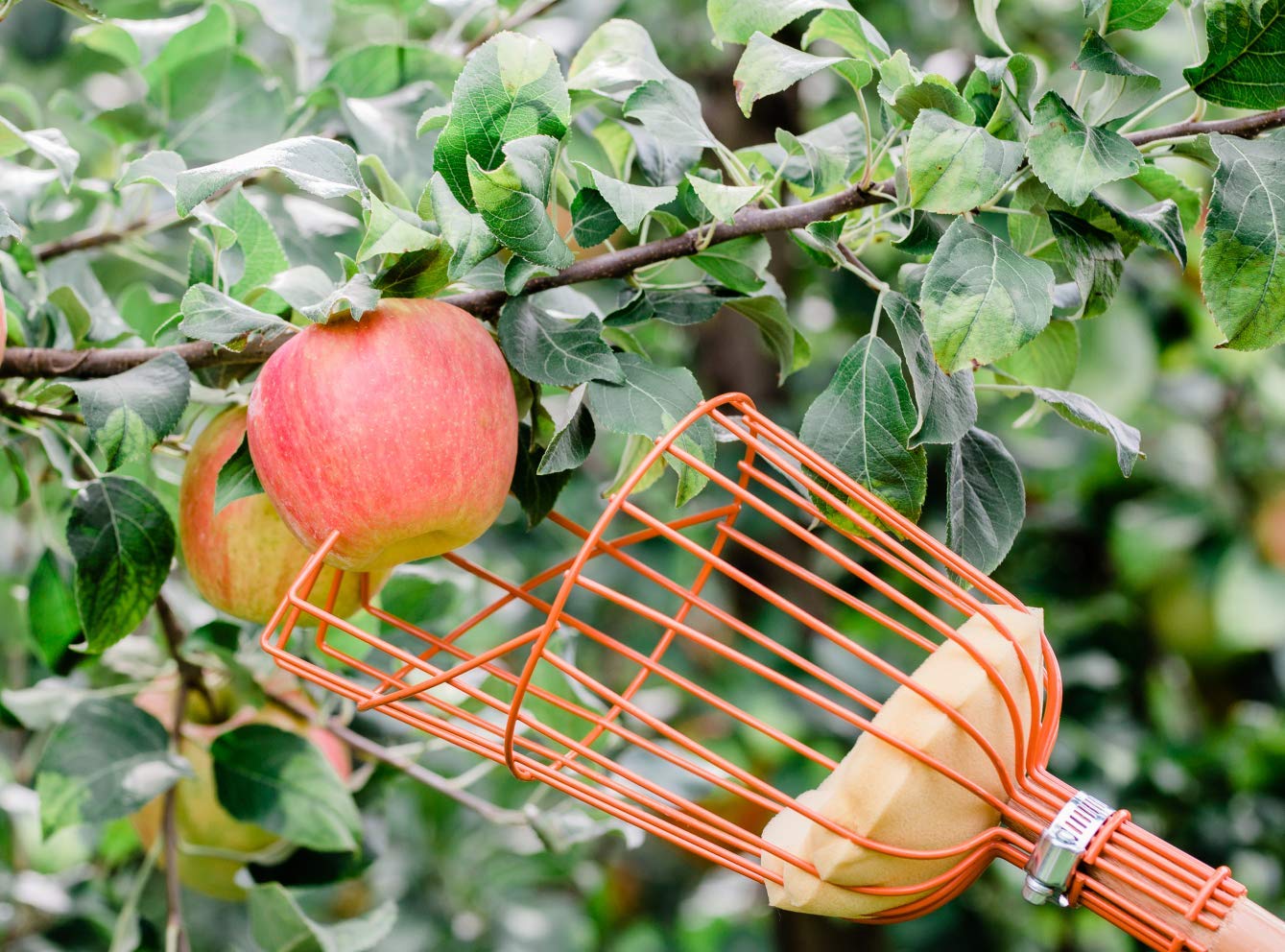 Premium Apple Picking Basket with Soft Cushion - Prevent Fruit Bruising | Ideal for Harvesting, Gardening & Farmers Market Use