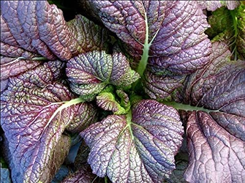 Red Giant Mustard 150 - 40K Heirloom Seeds | Spicy Chinese Mustard Greens for Salads & Cooking | Non-GMO, High Yield Garden Planting (1000 Seeds) | Perfect for Home Gardens, Urban Farming & Organic Recipes