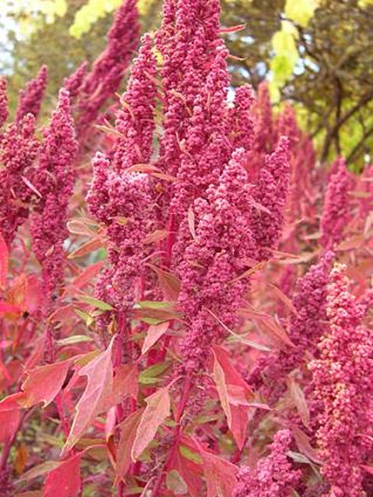 Organic Huauzontle Greens Seeds for Planting - Non-GMO, Heirloom Variety - Perfect for Home Gardens, Urban Farming & Sustainable Agriculture