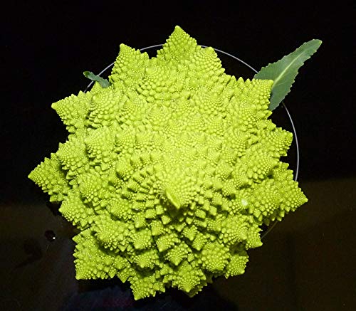 20x30 Inch Laminated Romanesco Green Vegetables Poster - Vibrant Colors & HD Print - Perfect for Kitchen Decor, Dining Room Wall Art & Healthy Eating Inspiration