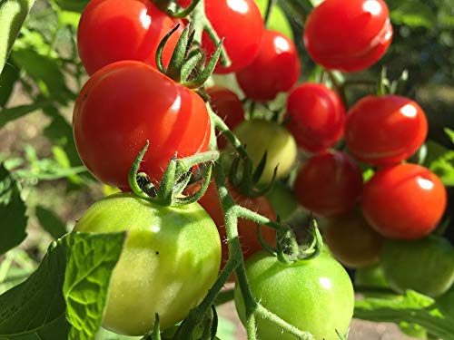 20x30 Inch Laminated Tomato Vegetable Poster - Vibrant Red Bush Vegetarian Green Kitchen Decor - Perfect for Home, Restaurant & Classroom Wall Art