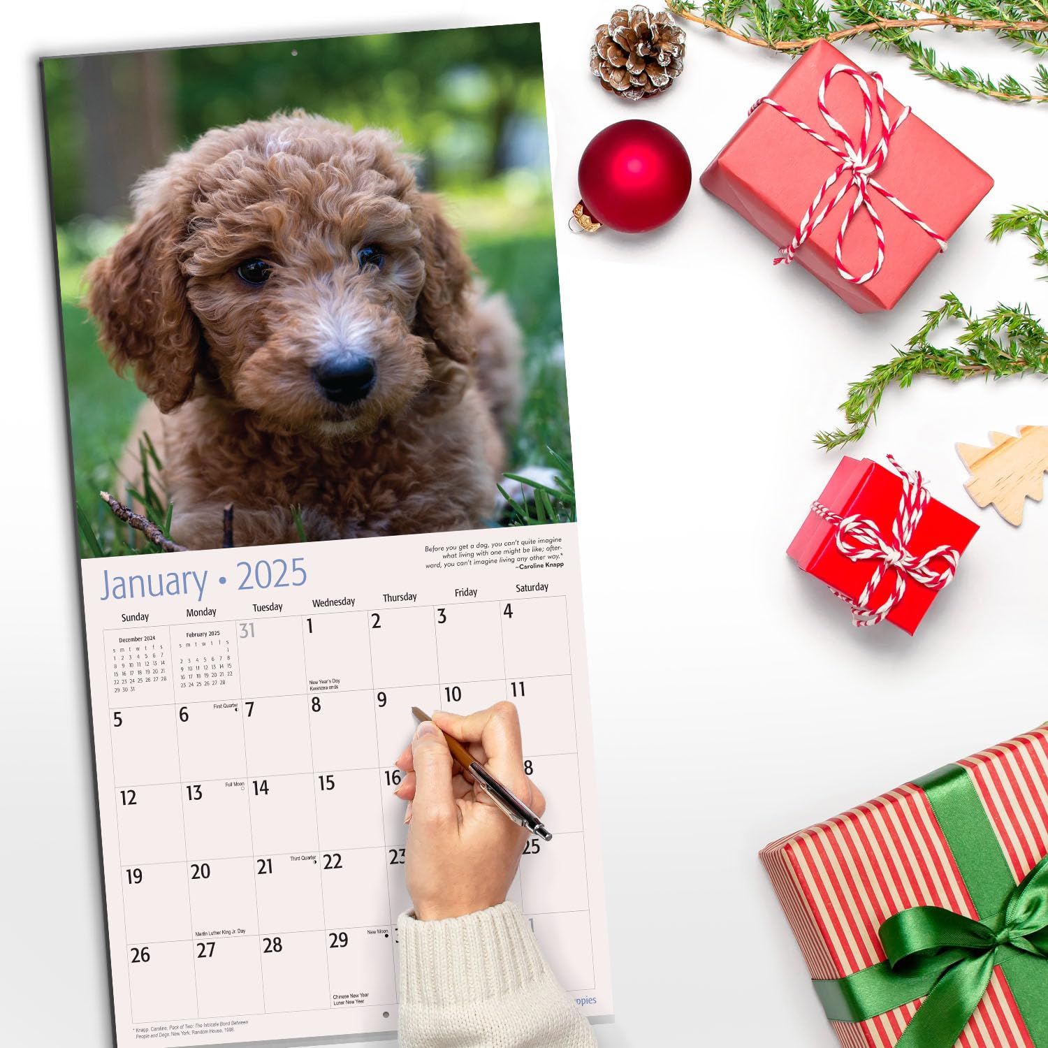 RED EMBER Goldendoodle Puppies 2025 Wall Calendar - 12 Month Large Format (12x24 Inches) with Thick Sturdy Paper | Perfect Gift for Dog Lovers | Home, Office & Classroom Decor | 2025 Dog Breed Calendar