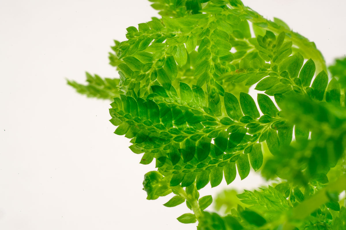 Selaginella Siamensis Hieron - Rare Tropical Fern Plant for Home & Garden Decor | Perfect for Terrariums, Indoor Gardens, and Landscaping