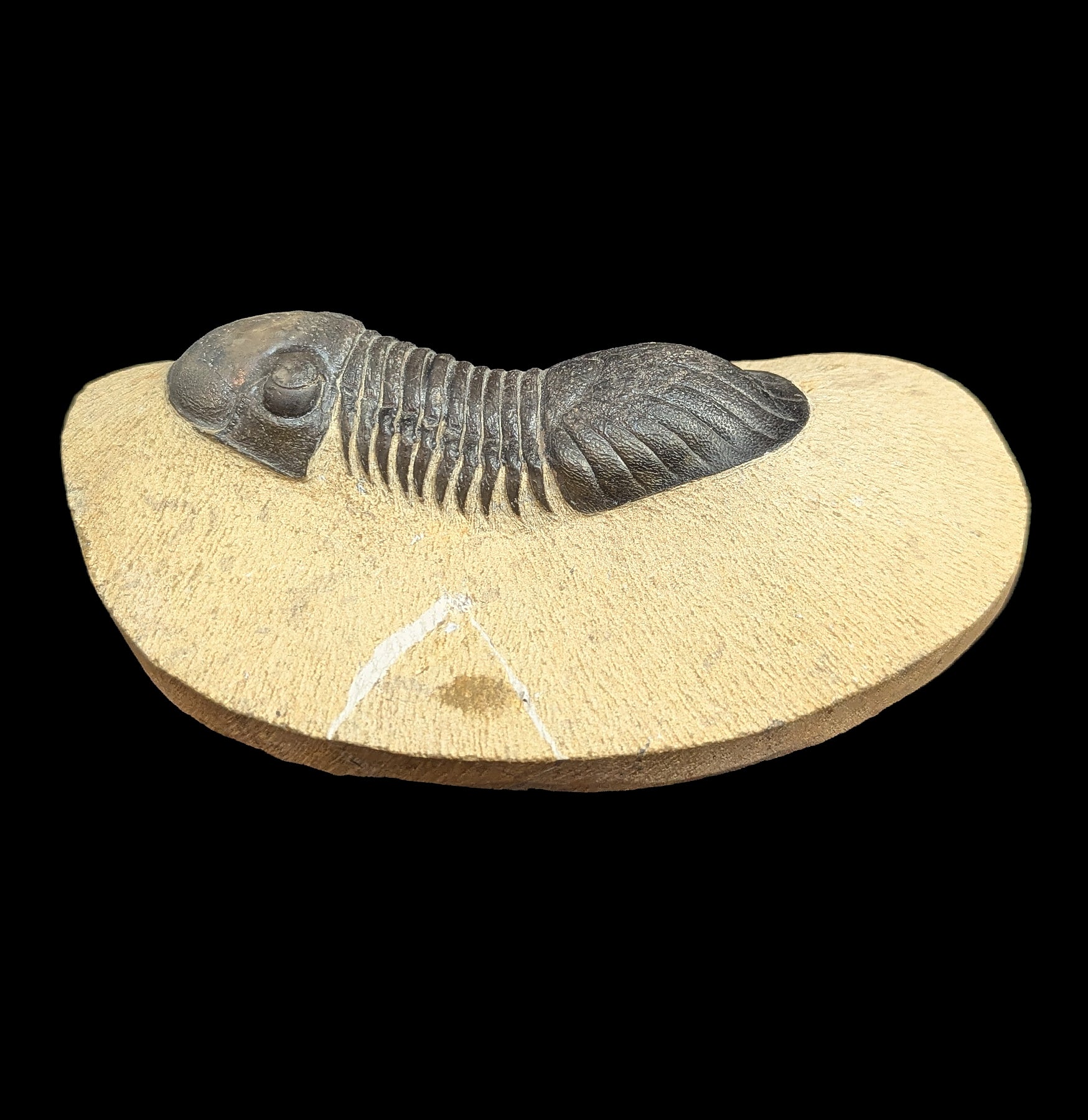 Authentic Paralejurus Spatuliformis Trilobite Fossil in Natural Matrix - Rare Collector's Specimen for Home Decor & Paleontology Enthusiasts