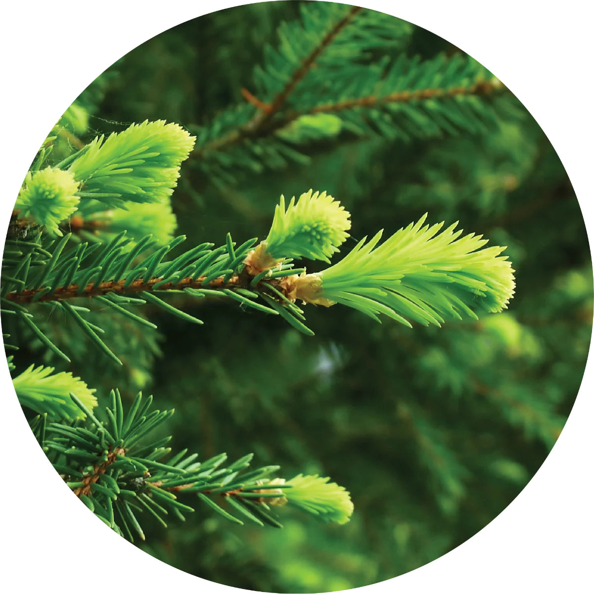 Premium Grand Fir Essential Oil 100% Pure Natural for Aromatherapy, Diffusers & DIY Skincare - Relaxation & Stress Relief