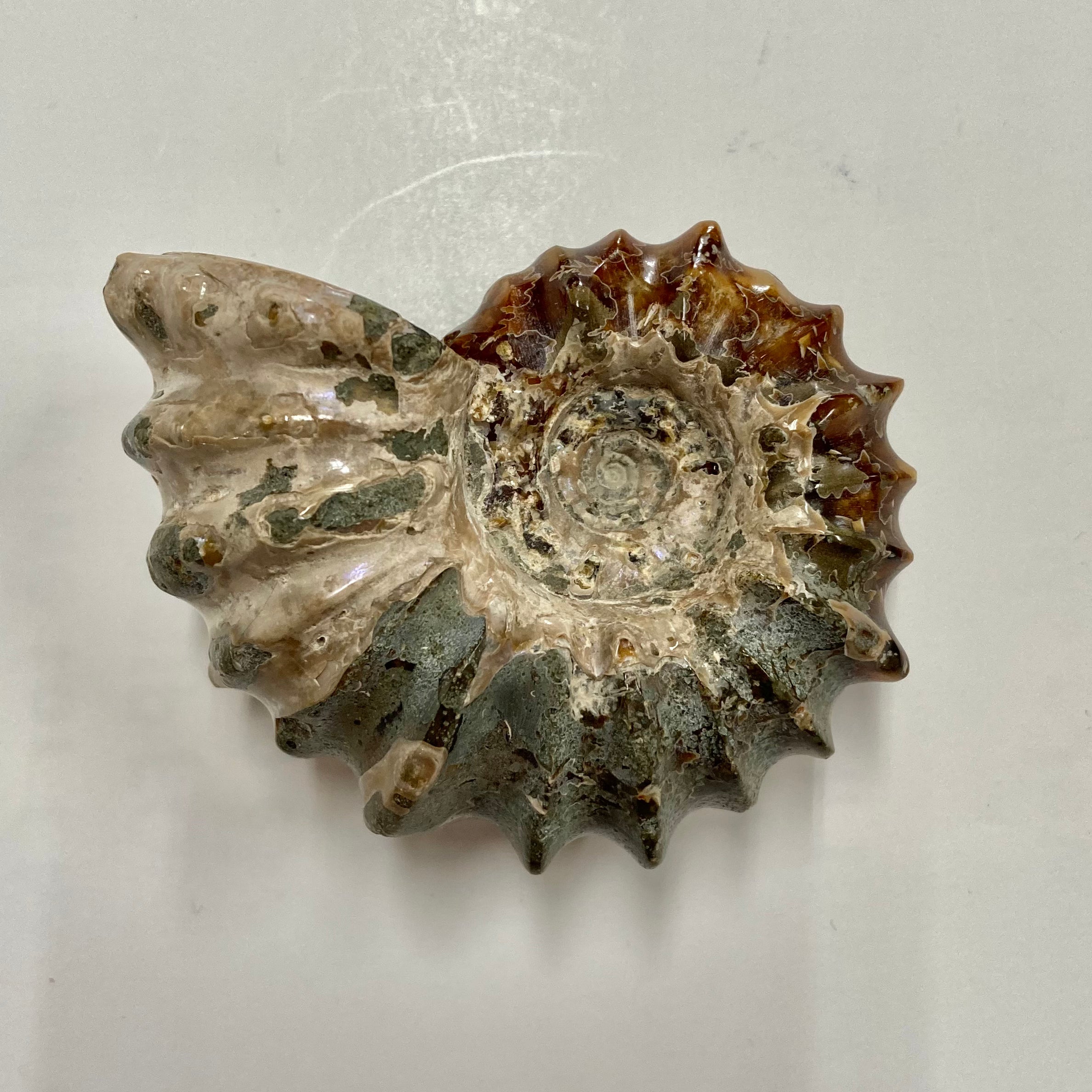 Authentic Ammonite Fossil - Douvilleiceras sp. - Premium Natural Collectible for Home Decor, Meditation & Healing Crystals - Perfect for Geology Enthusiasts & Spiritual Practitioners