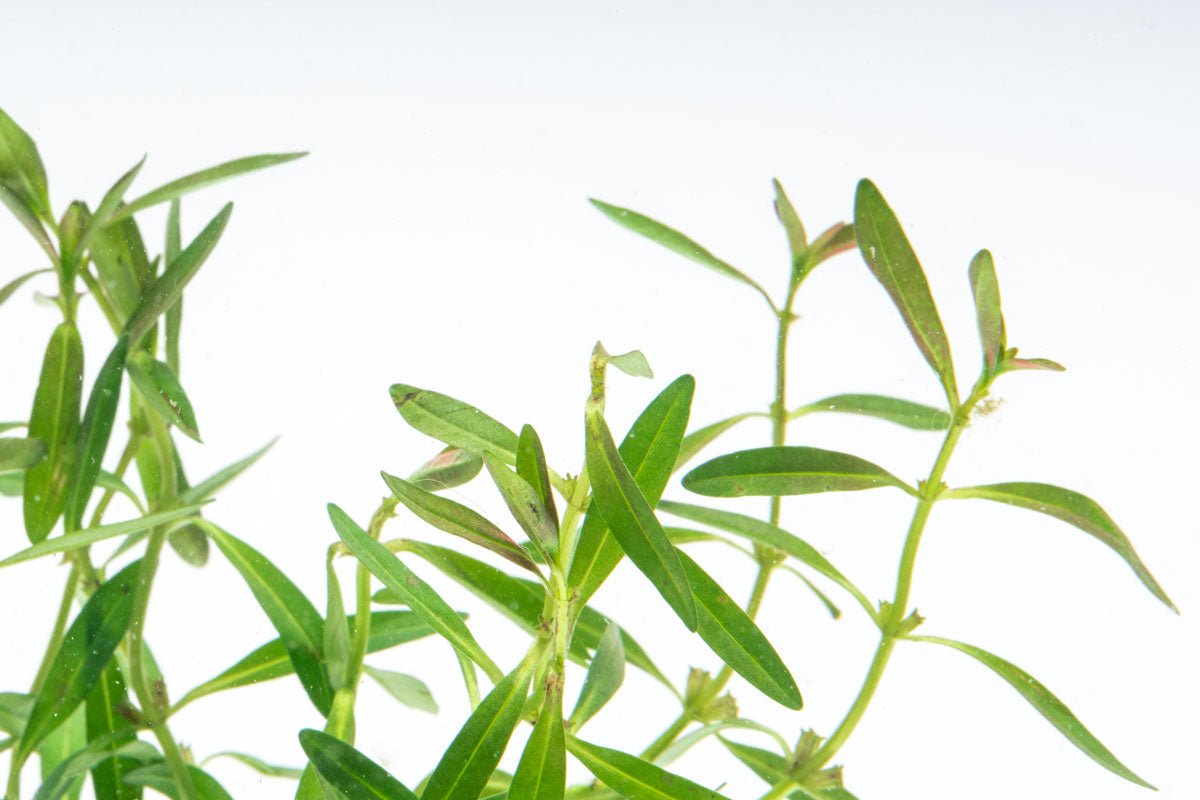 Rotala Florida Sunset Aquatic Plant for Aquariums - Live Freshwater Plant for Fish Tanks, Aquascaping, and Aquatic Gardens (Perfect for Nano Tanks, Shrimp Tanks, and Planted Aquariums)