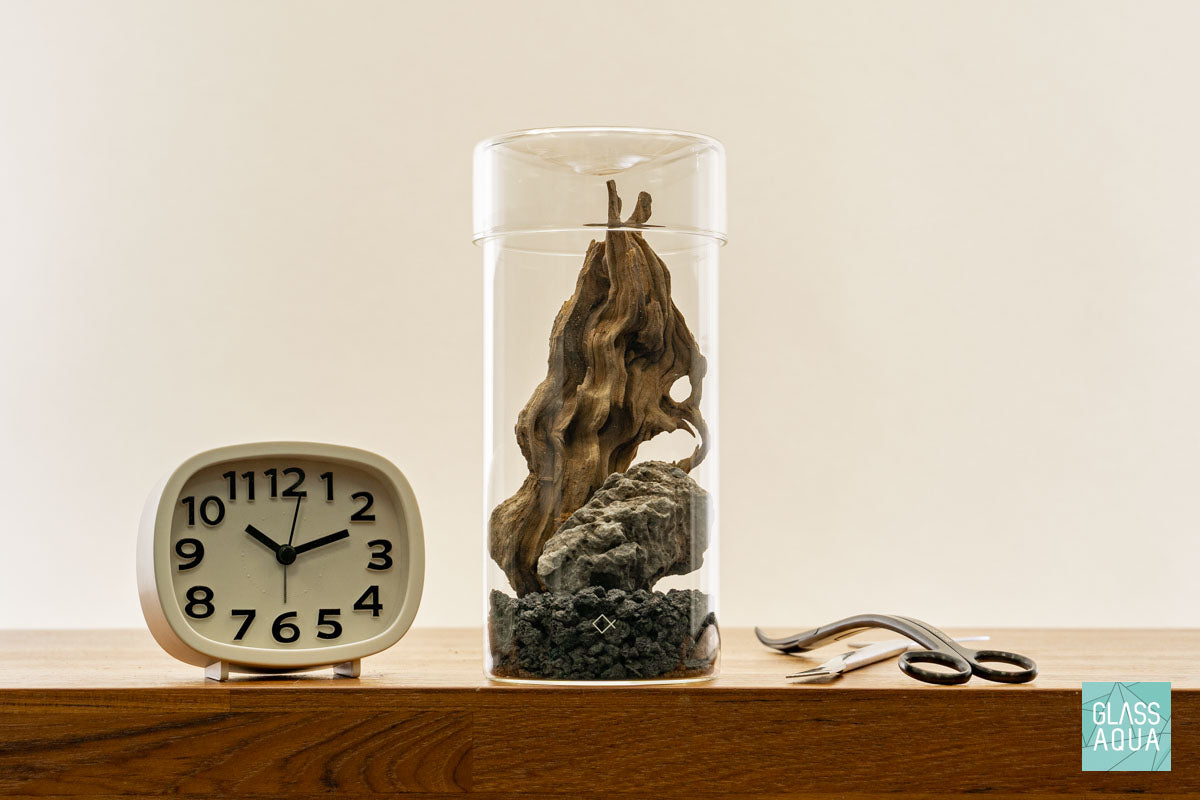 Miniature Terrarium Kit - DIY Glass Garden for Home Decor, Office Desk, or Gift Idea - Complete Set with Plants, Soil & Accessories