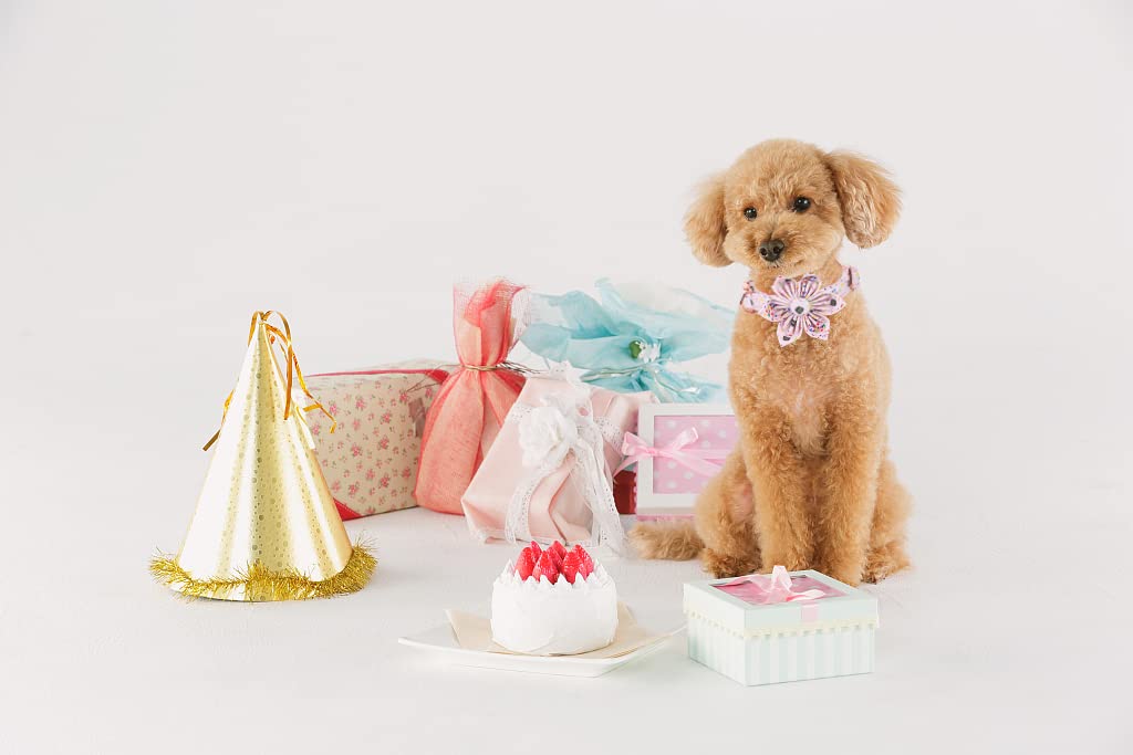 Elegant Floral Detachable Dog Collar - Adjustable Birthday Pet Collar for Small Dogs, Perfect for Parties & Gifts | Cute & Stylish Dog Accessory for Special Occasions