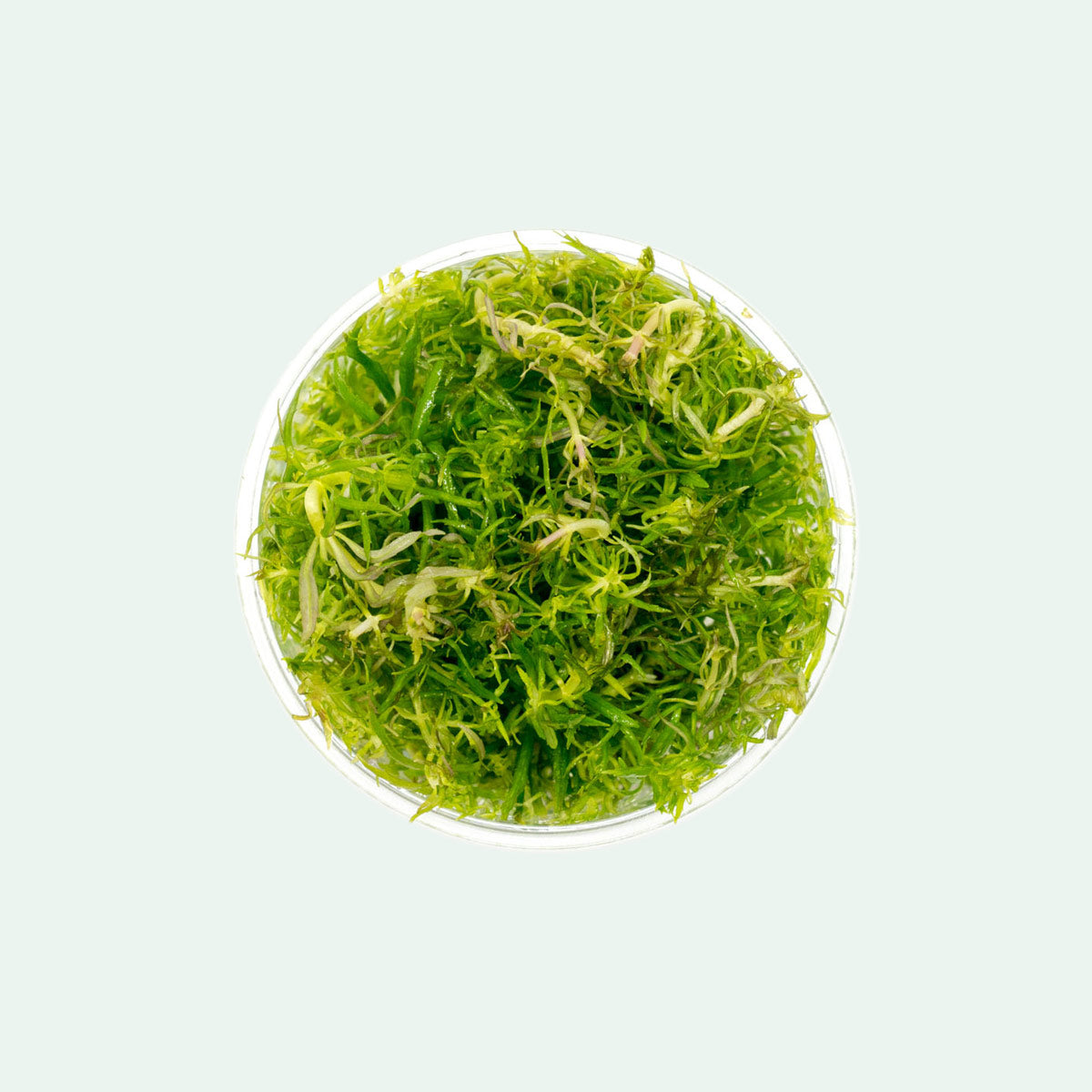 Eusteralis Stellata Aquatic Plant - Live Freshwater Aquarium Plant for Fish Tanks, Ponds & Terrariums | Perfect for Aquascaping and Natural Habitat Decoration
