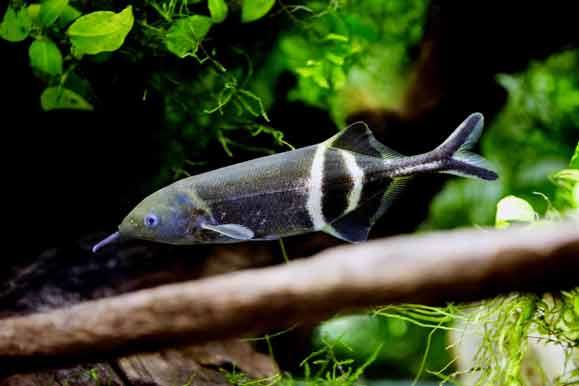 Gnathonemus Petersii Elephantnose Fish - Unique Freshwater Aquarium Fish for Home & Office Tanks