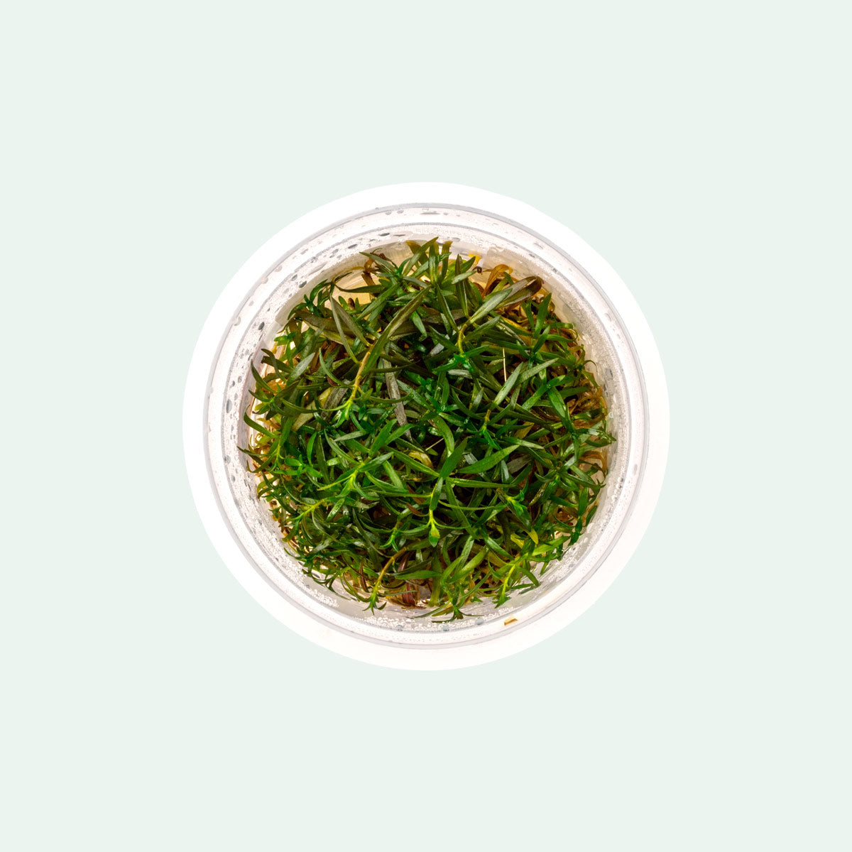 Premium Ludwigia Crystal Tissue Culture Aquatic Plants for Aquascaping - Perfect for Freshwater Fish Tanks, Nano Aquariums & Planted Aquascapes