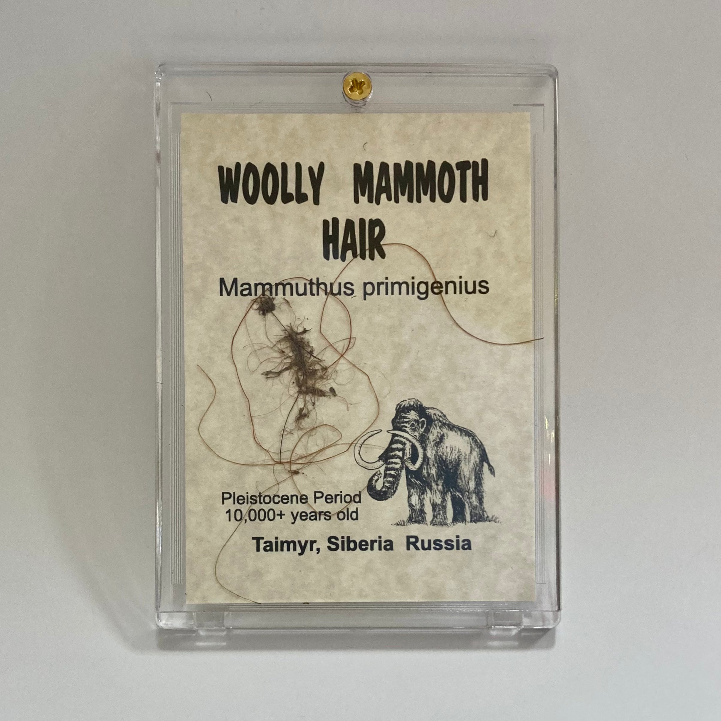 Premium Mammoth Hair Extensions for Thick & Long Hair - Natural Look for Daily Wear & Special Occasions