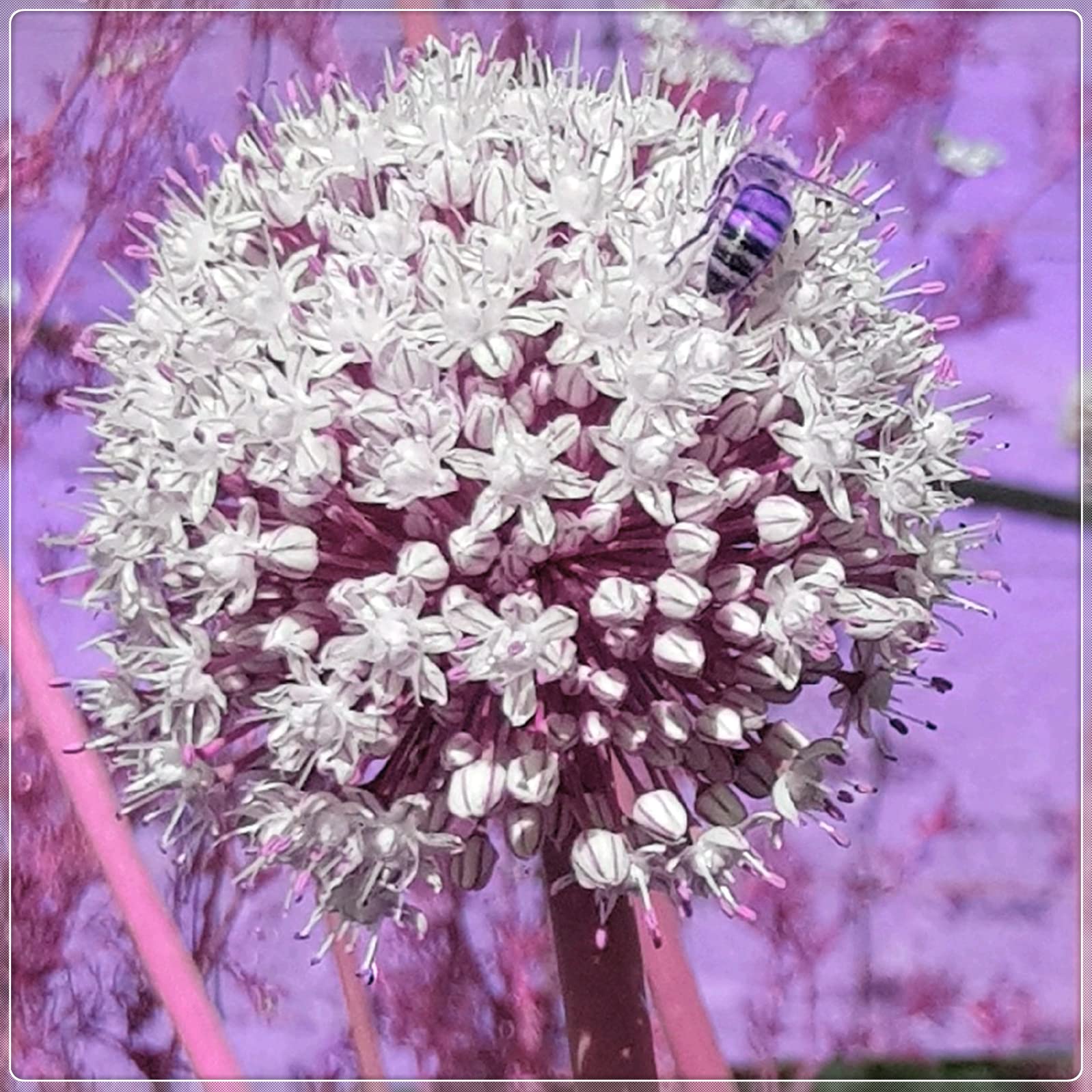 Fugalaucm Allium Flowers - 10 Bulbs Perennial Plant for Flower Pots | Easy to Grow, Long-Lasting Blooms | Perfect for Gardens, Borders & Container Planting