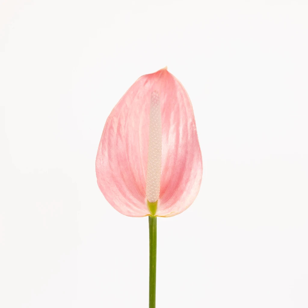 Anthurium Rosey Pink Tropical Flower - Live House Plant for Home & Office Decor, Gift for Plant Lovers, Perfect for Indoor Spaces, Weddings & Tropical-Themed Events