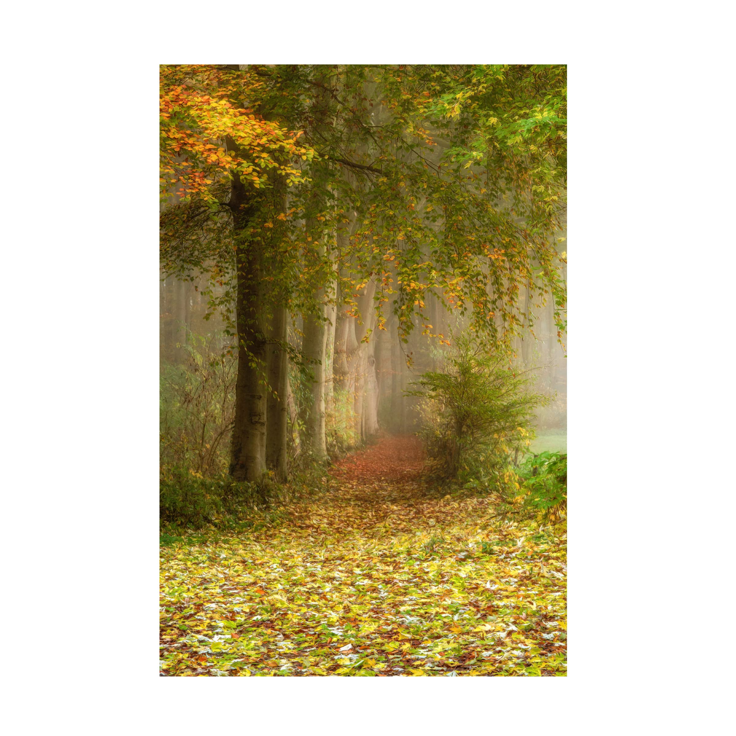 Trademark Fine Art 'Poetree' Canvas Art Print by Lars Van de Goor - Nature Landscape Wall Decor for Living Room, Bedroom & Office