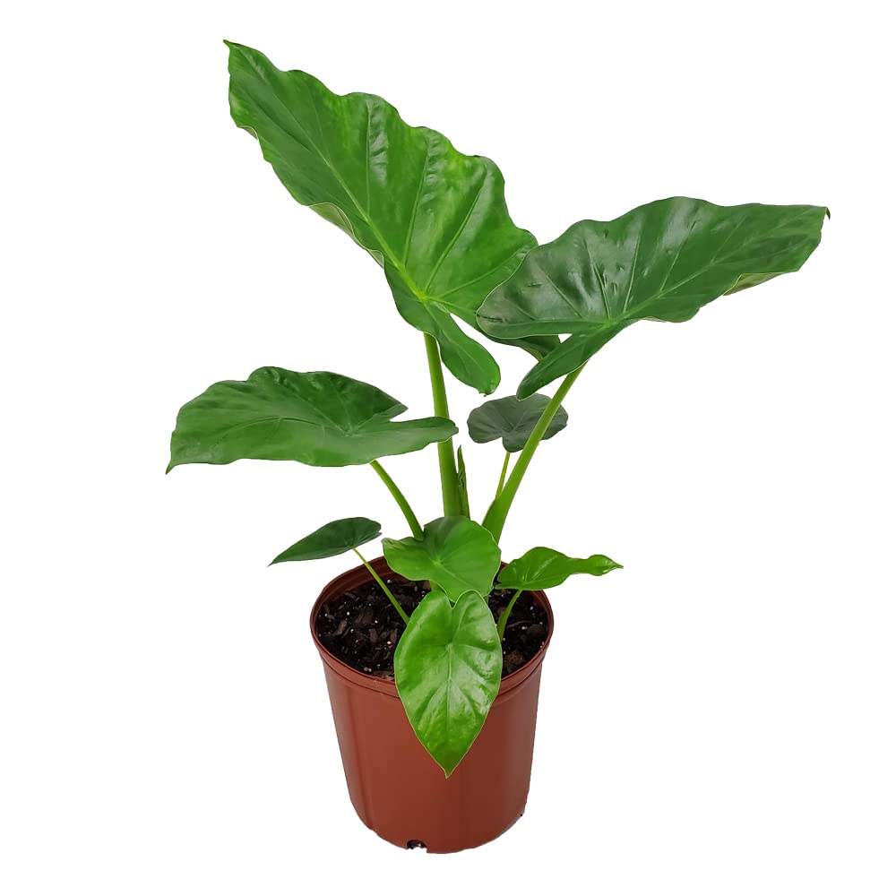 Alocasia Borneo Giant Elephant Ear Plant - Large Tropical Foliage Houseplant in 3 Gallon Pot (28-34