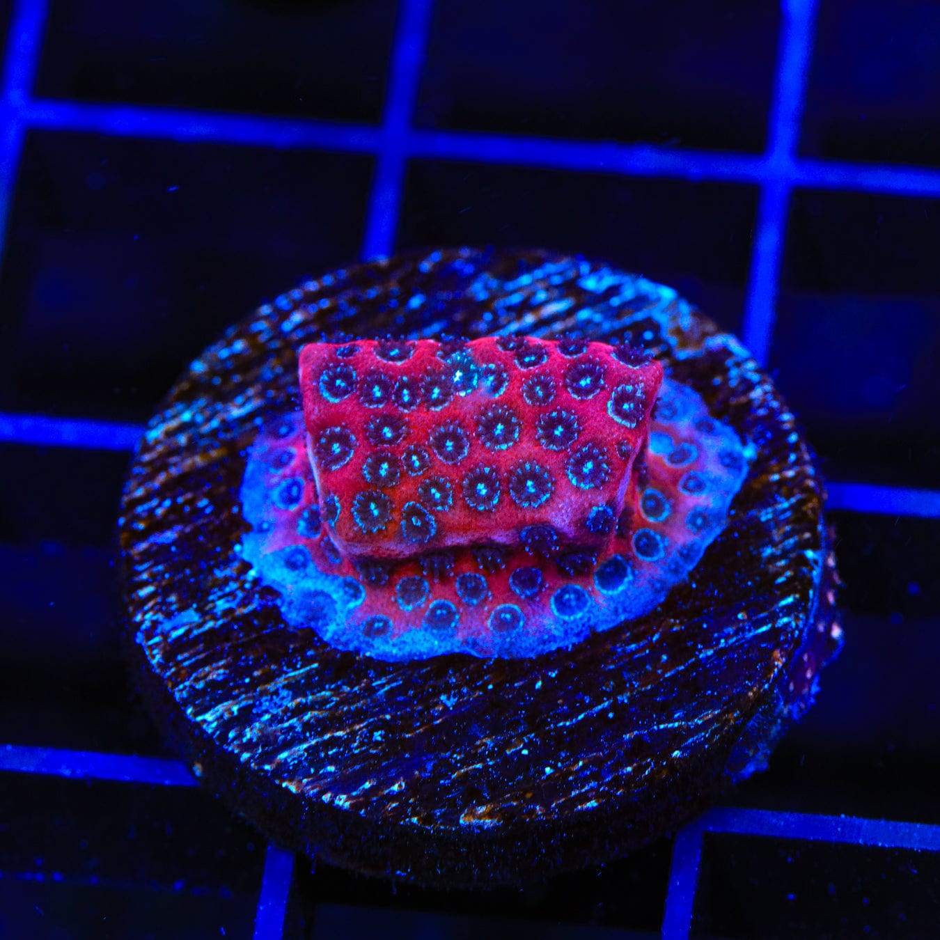Darth Maul Porites Coral - Premium Saltwater Aquarium Coral for Reef Tanks | Perfect for Nano Tanks & Coral Propagation