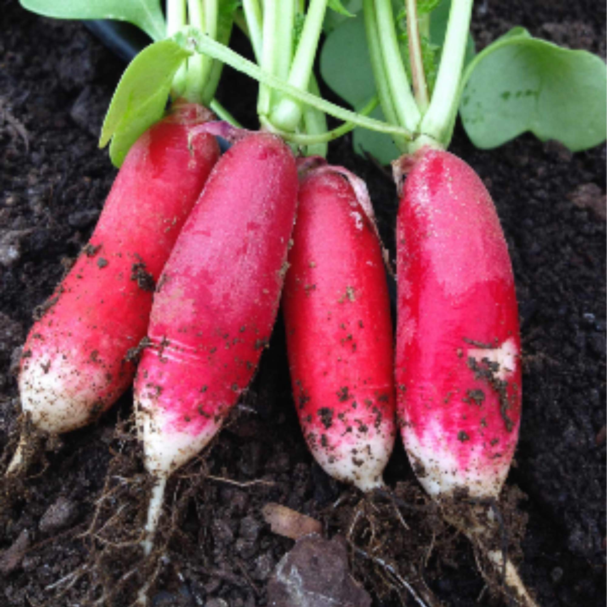 Premium Non-GMO China Rose Radish Sprouting Seeds - 25 Lb Bulk for Microgreens, Home Gardening & Hydroponics | Fast-Growing, High-Yield Vegetable Seeds for Salads, Juicing & Healthy Eating