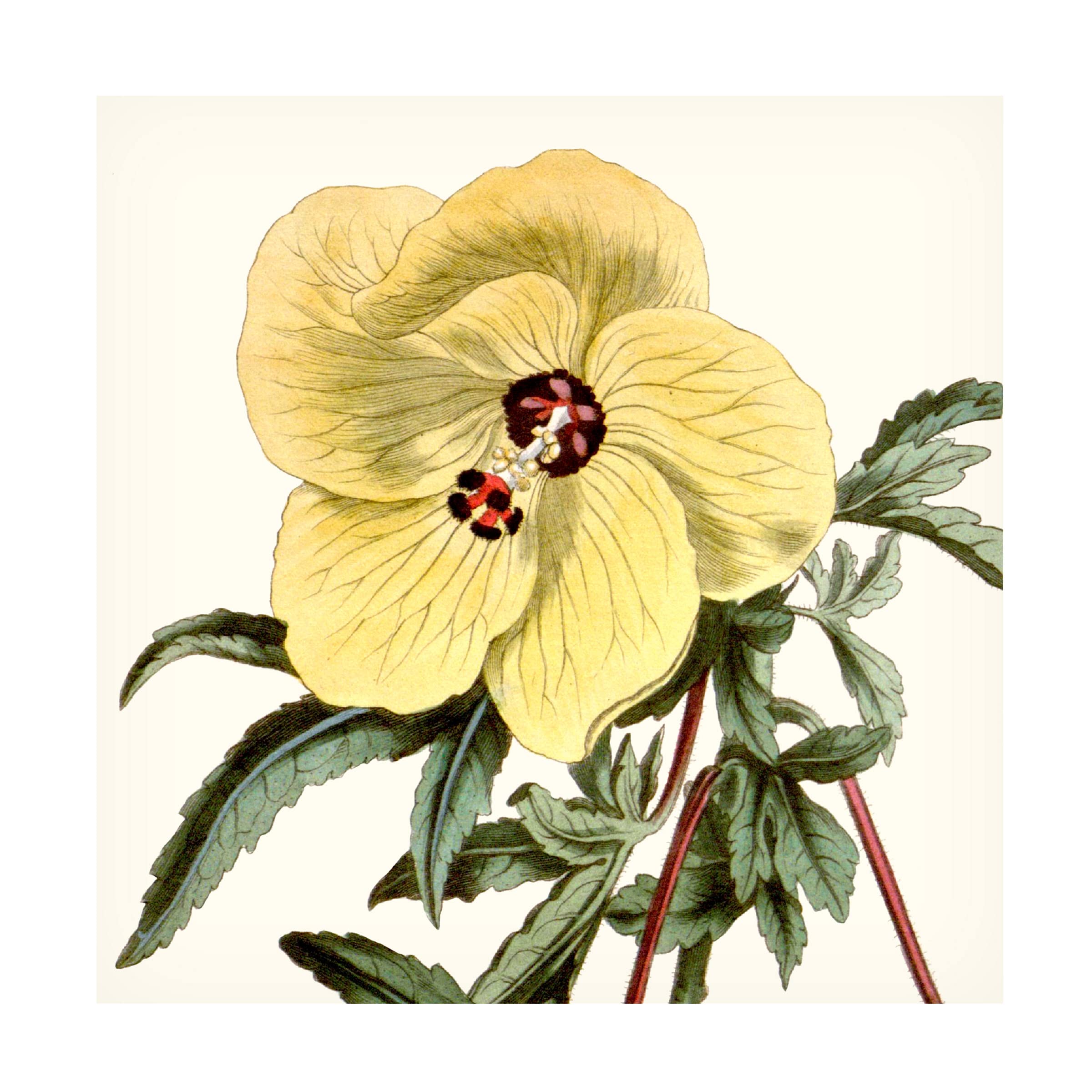 Trademark Fine Art 'Cropped Antique Botanical VII' Canvas Wall Art Print by Vision Studio - Vintage Floral Decor for Living Room, Bedroom & Office