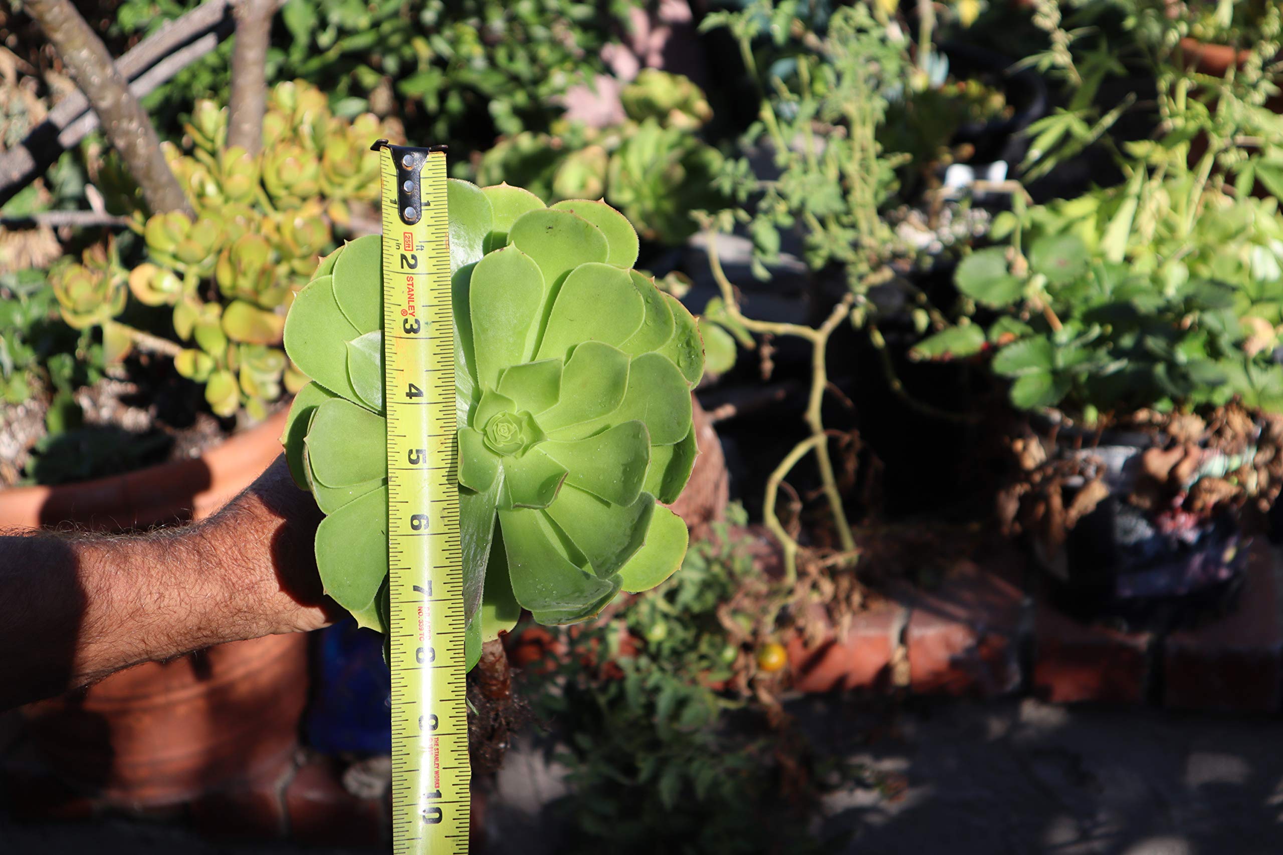 3 Jumbo Irish Rose Succulent Cuttings - Live Succulent Plants for Garden, Home Decor & Wedding Centerpieces | Real Succulent Cuttings for DIY Arrangements