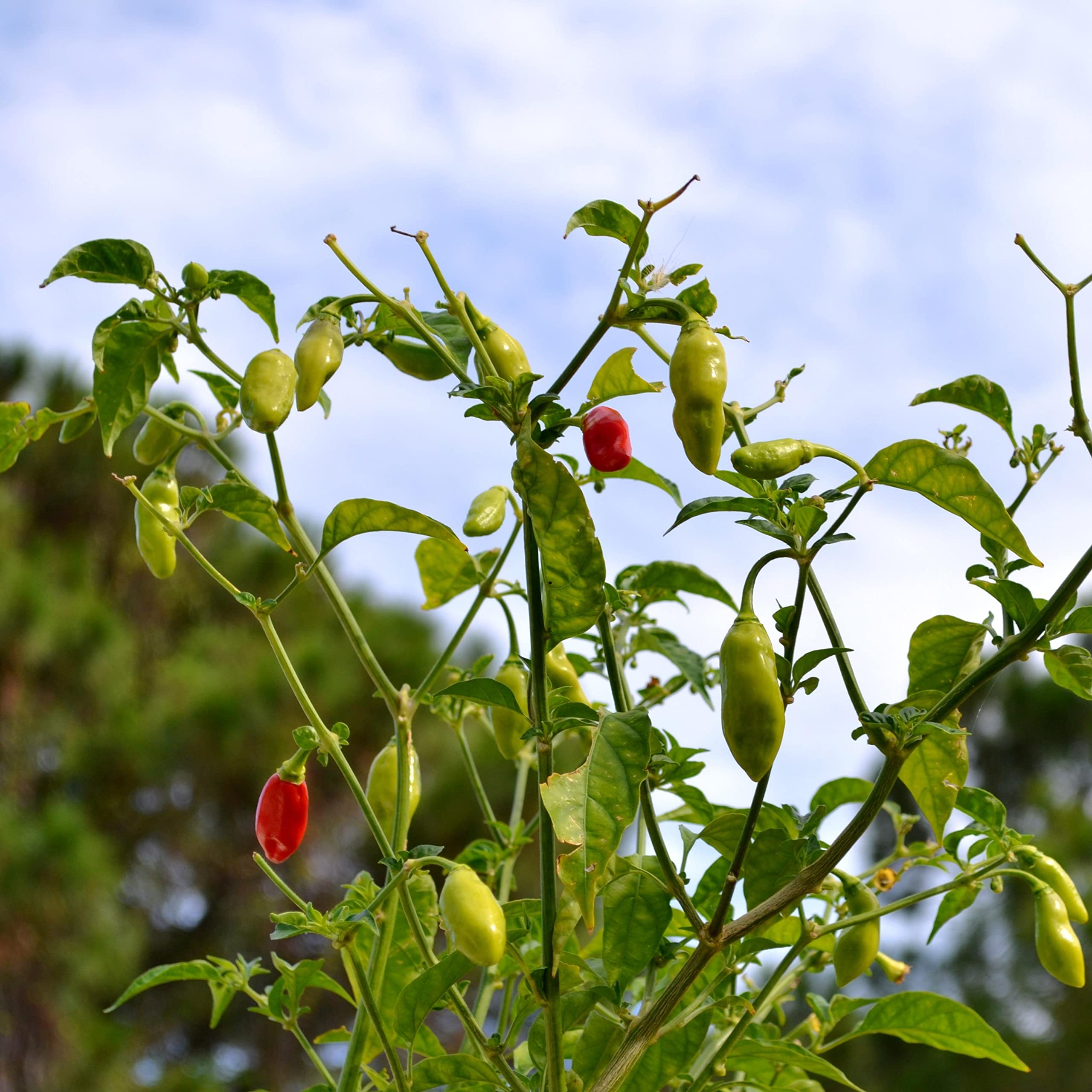 Sweet Datil Pepper Seeds - 20 Count (Capsicum Chinense) - Heirloom Hot Pepper Seeds from St. Augustine, Florida - Perfect for Home Gardening, Cooking & Spicy Recipes