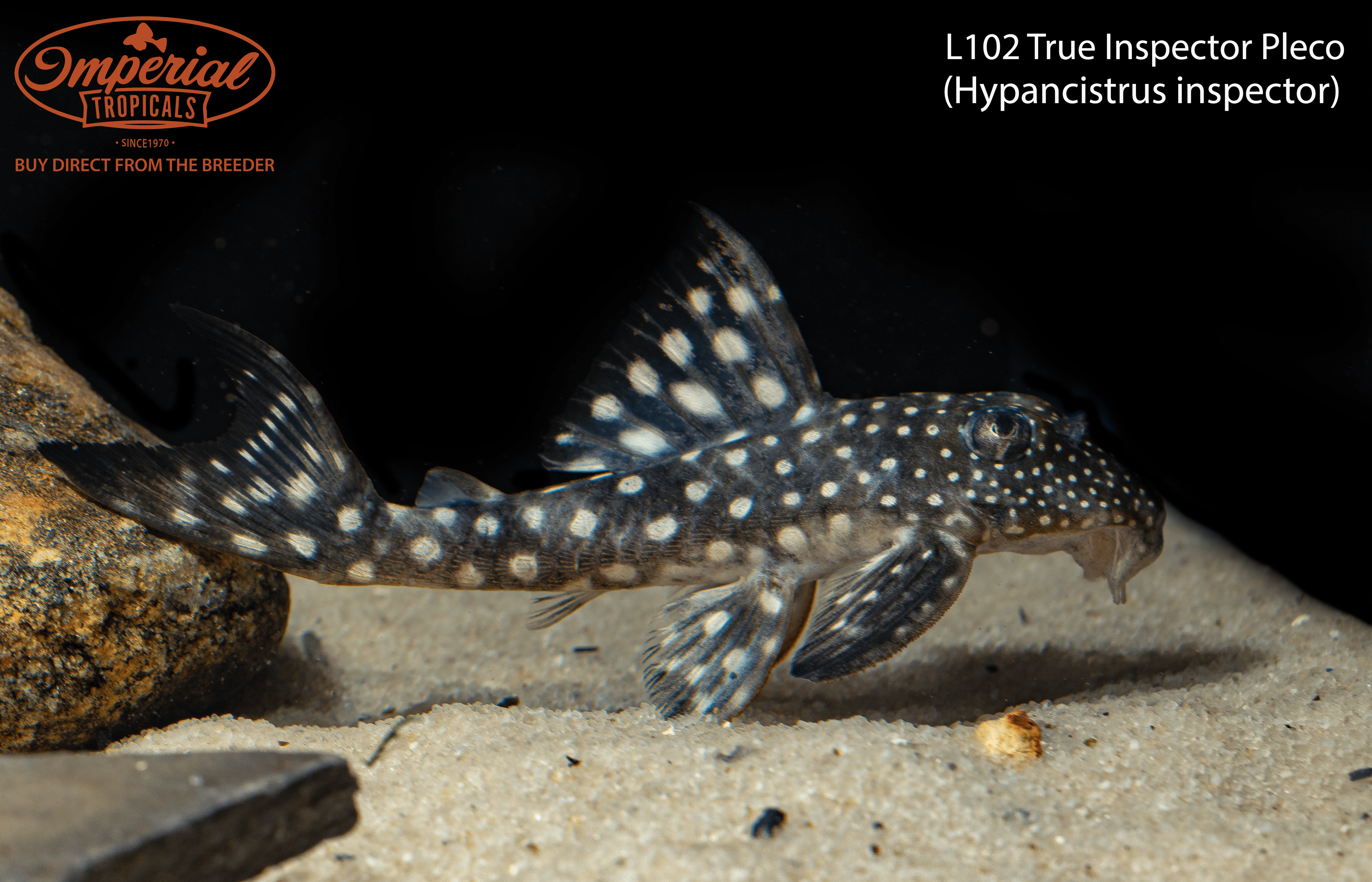 L102 True Inspector Pleco Fish - Premium Algae Eater for Freshwater Aquariums | Perfect for Planted Tanks & Community Fish Tanks