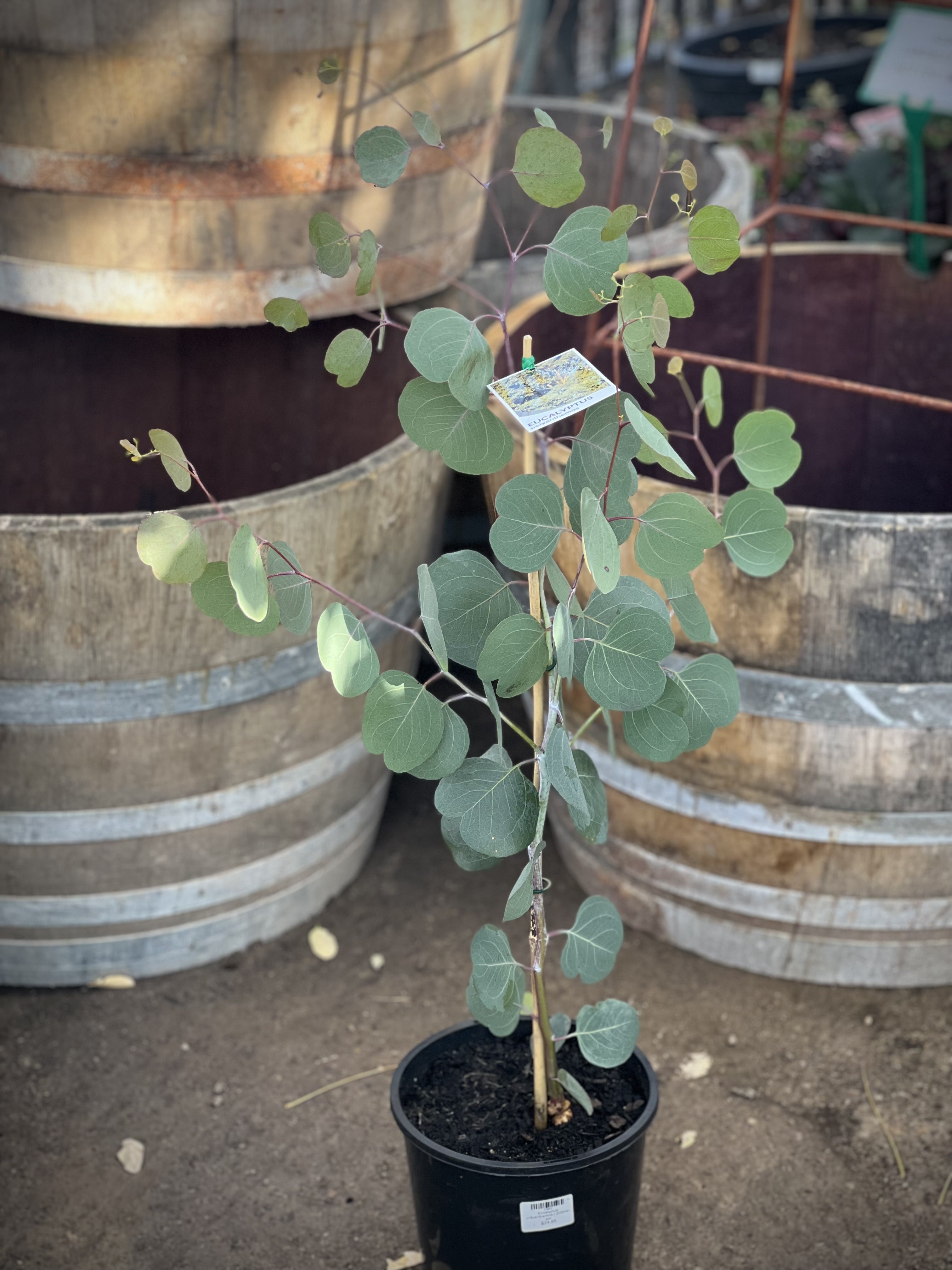 Eucalyptus polyanthemos (Silver Dollar Gum) - Fast Growing Shade Tree for Landscaping, Privacy Screening & Windbreaks | Perfect for Gardens, Parks & Coastal Areas