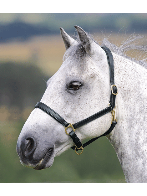 Premium Leather Headcollar with Soft Lining - Comfortable & Durable Horse Head Collar for Training, Grooming & Daily Use