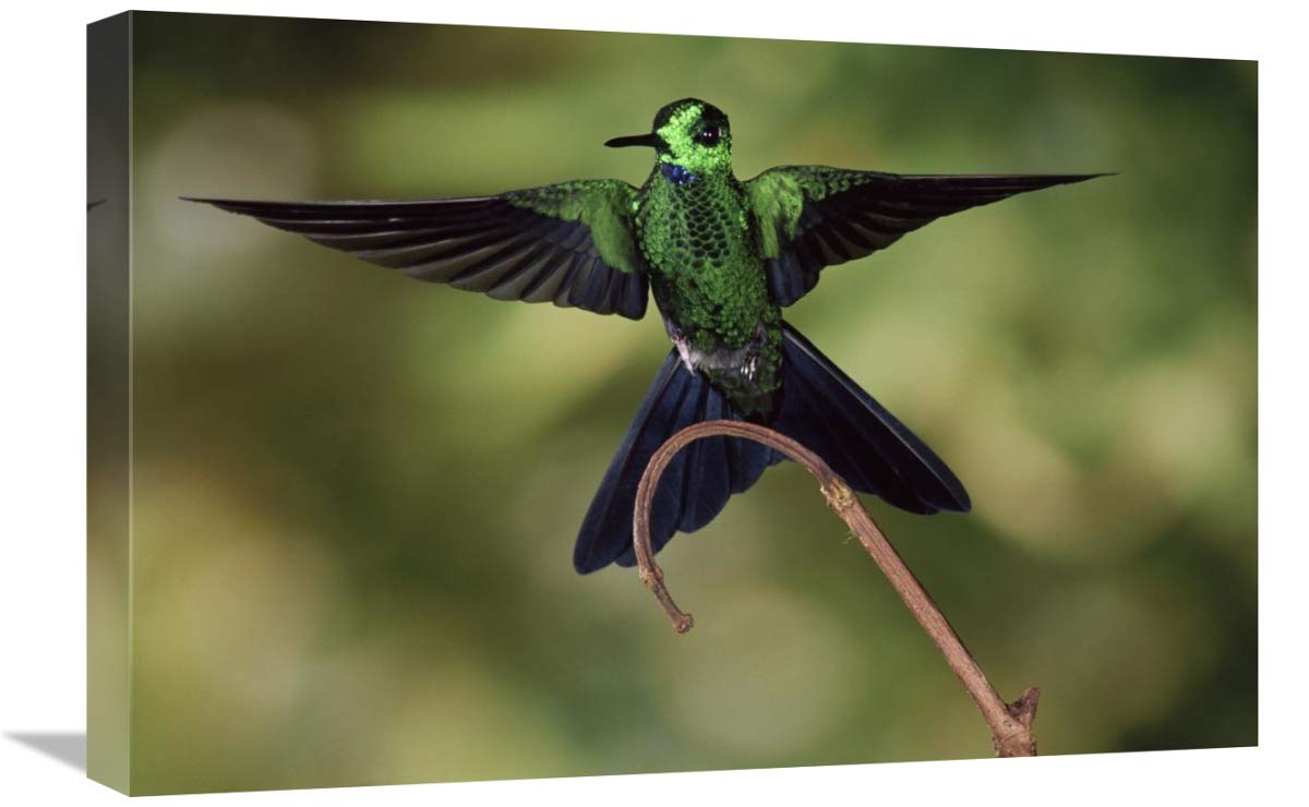 16 x 24 Inch Green-Crowned Brilliant Male Hummingbird Art Print - Cloud Forest Costa Rica Wildlife Photography by Michael & Patricia Fogden - Perfect for Home Decor, Office Wall Art & Nature Lover Gifts