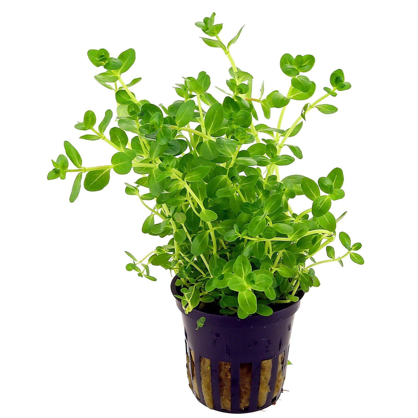 TCulture Rotala sp. Green Live Aquarium Plant in Pot - Perfect for Freshwater Fish Tanks, Aquascaping & Aquatic Gardens