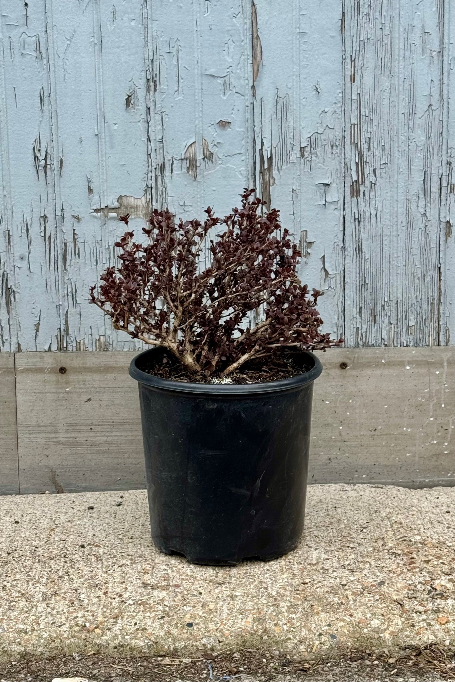 Concorde Japanese Barberry (Berberis thunbergii) #2 Size - Compact Deciduous Shrub for Landscaping, Hedge Borders & Garden Accents