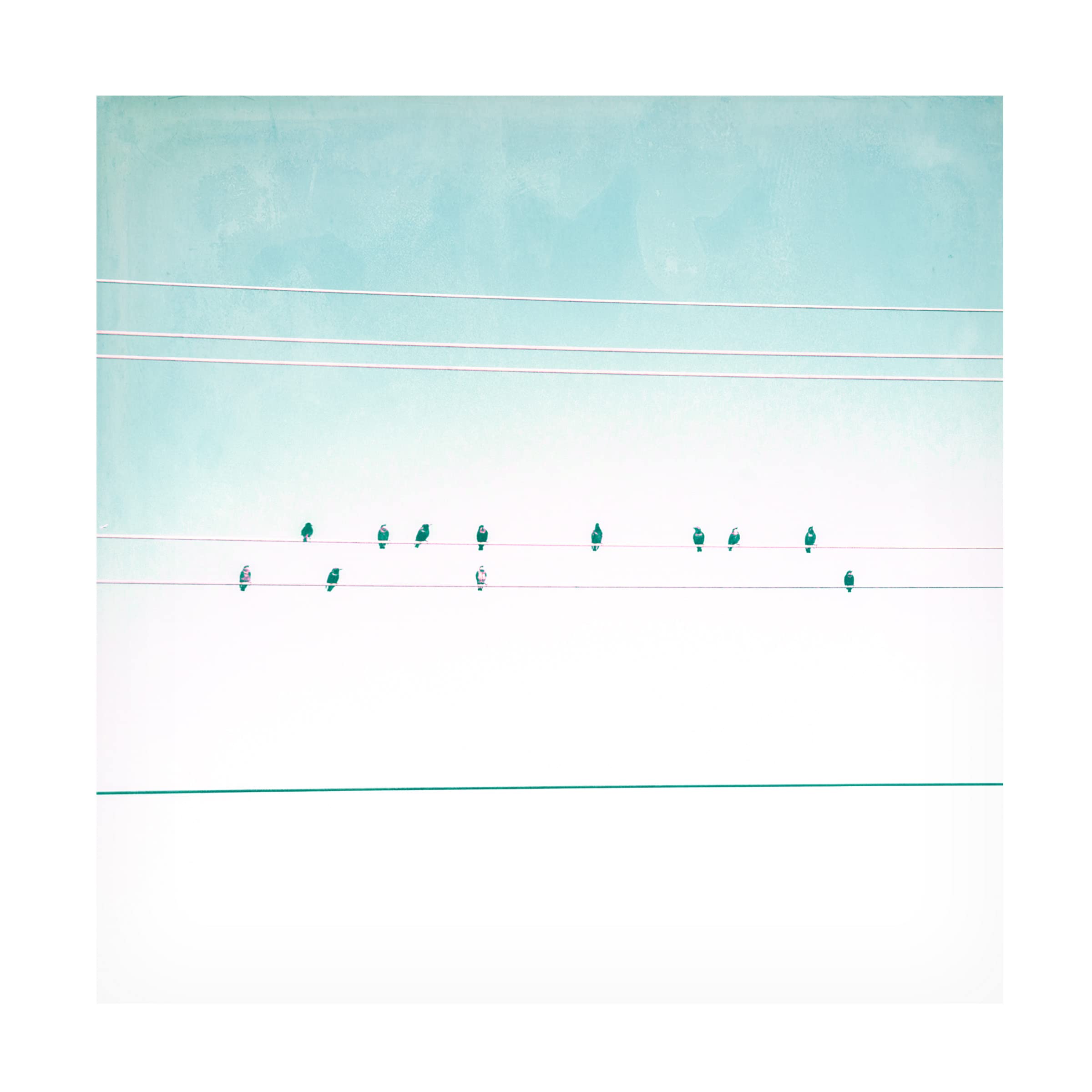 Trademark Fine Art 'Birds on Wires IV' Canvas Wall Art Print by Thomas Brown - Modern Home Decor for Living Room, Bedroom & Office