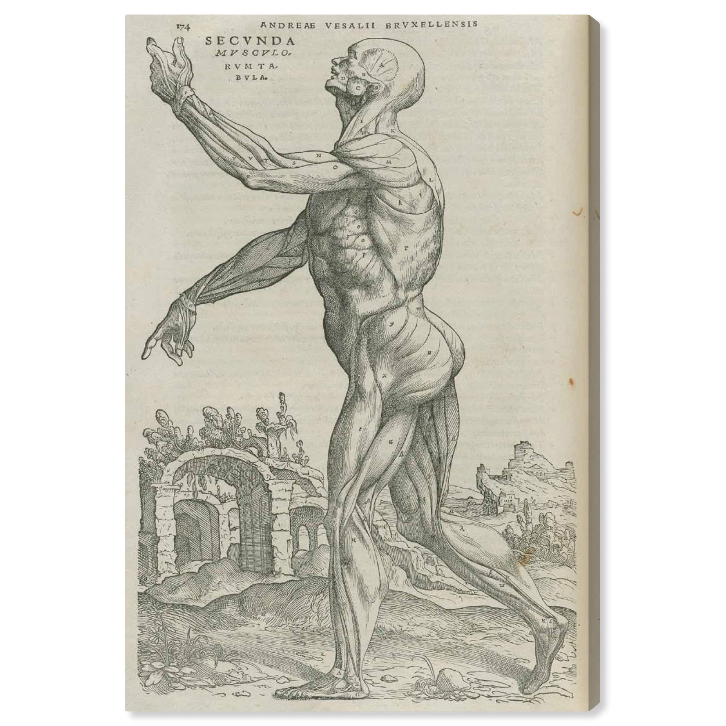 Oliver Gal Artist Co. Vesalius V Gray & White Canvas Wall Art Print - 24x36 Inches - Modern Home Decor for Living Room, Bedroom & Office