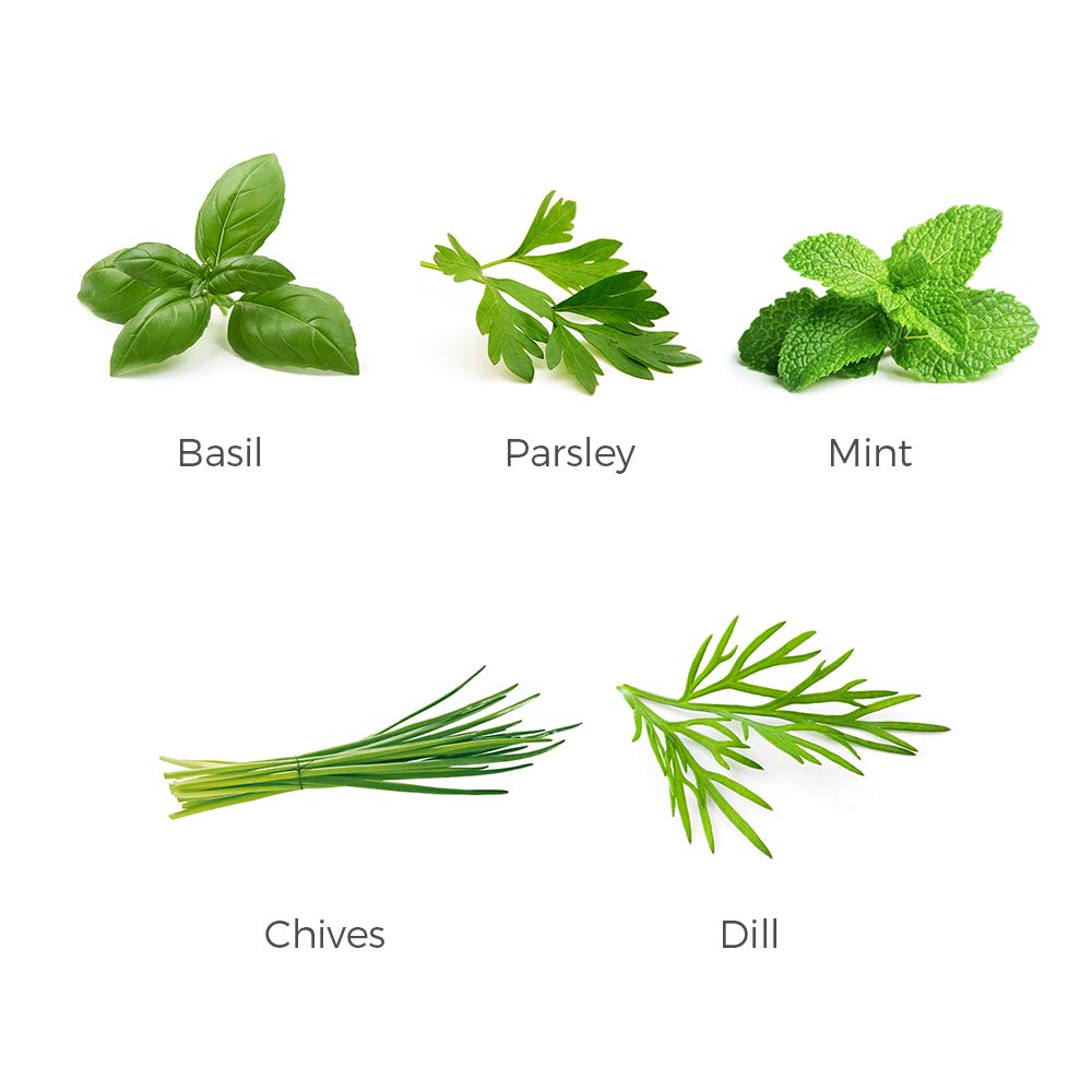 Organic Herb Garden Seeds Collection - 5 Culinary Herb Seeds Pack (Basil, Parsley, Mint, Chives, Dill) - Non-GMO Heirloom Seeds for Planting Indoor/Outdoor - Perfect for Kitchen Gardening, DIY Gifts & Homegrown Seasonings