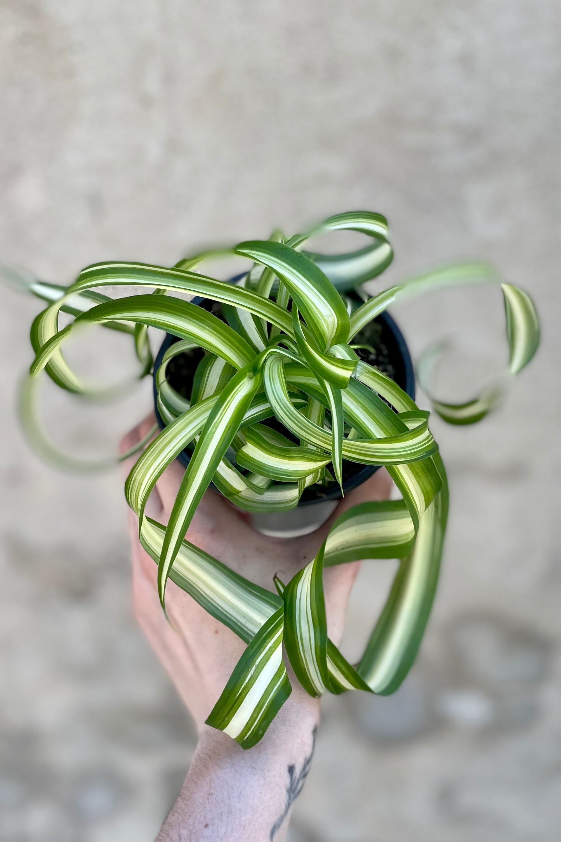 Chlorophytum comosum 'Bonnie' - 4 Inch Spider Plant for Home & Office Decor | Air Purifying Houseplant for Living Room, Bedroom, or Desk