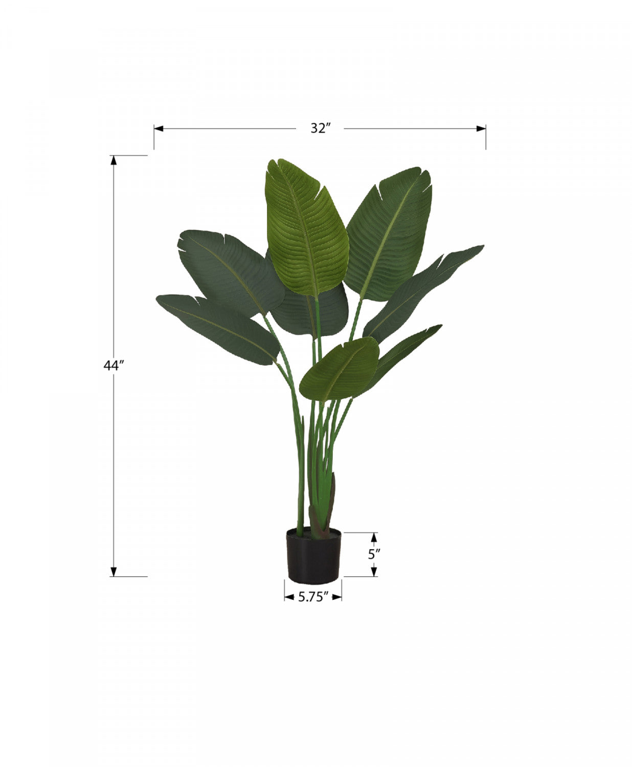 44 Bird of Paradise Plant with 5 Black Pots - Tropical Indoor/Outdoor Decor for Home, Office & Garden