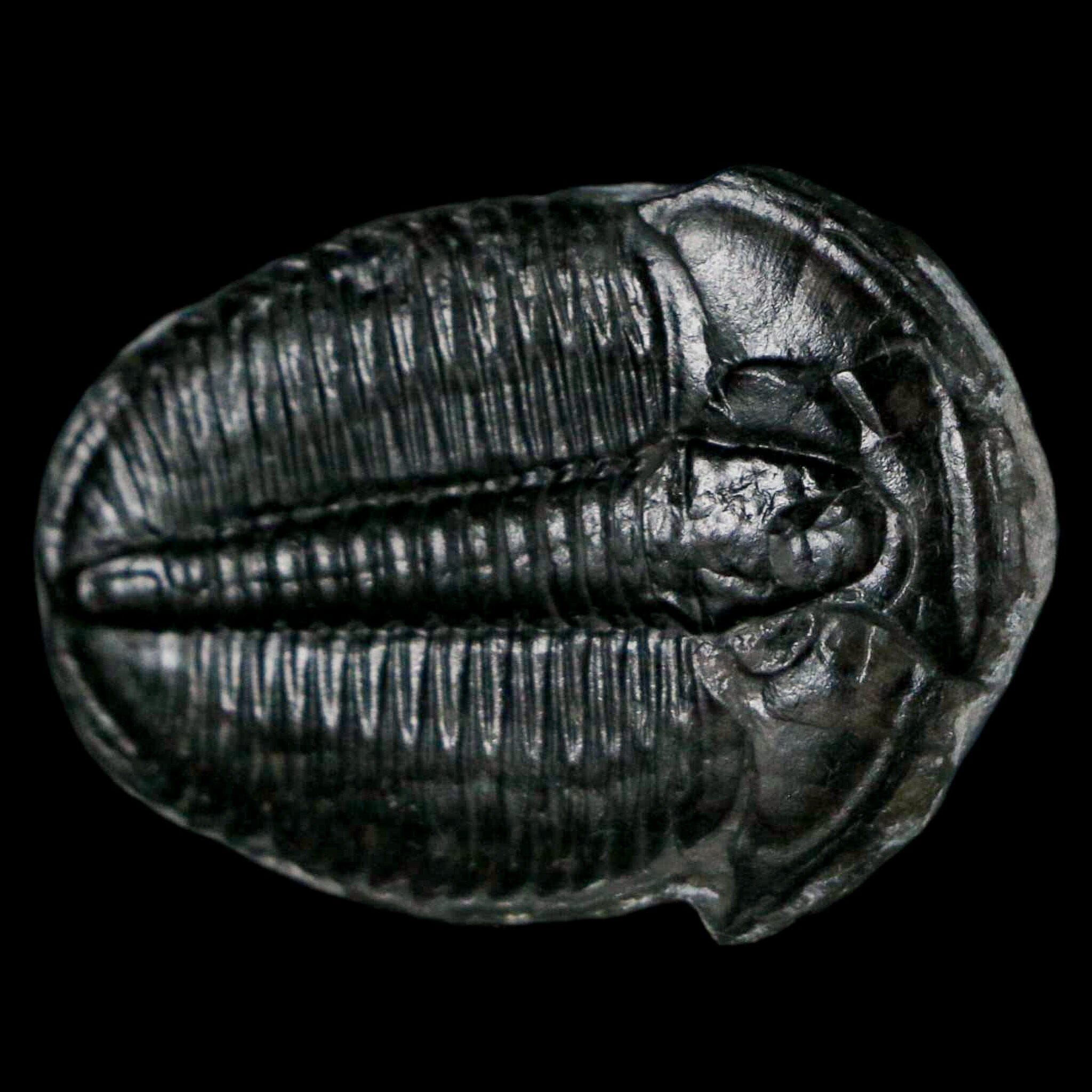 1.2