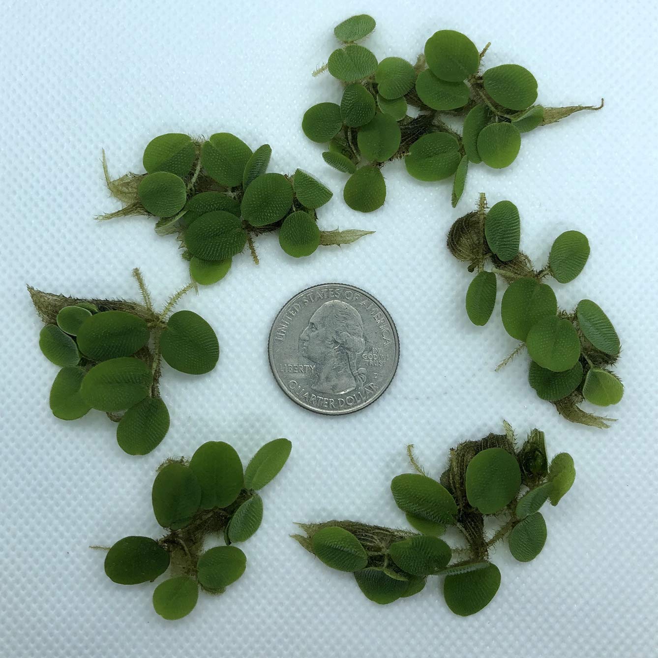 50+ Leaves Salvinia Minima Floating Plants for Aquarium - Live Water Spangles with Bonus Mystery Plant | Perfect for Fish Tanks, Shrimp Habitats & Aquatic Ecosystems