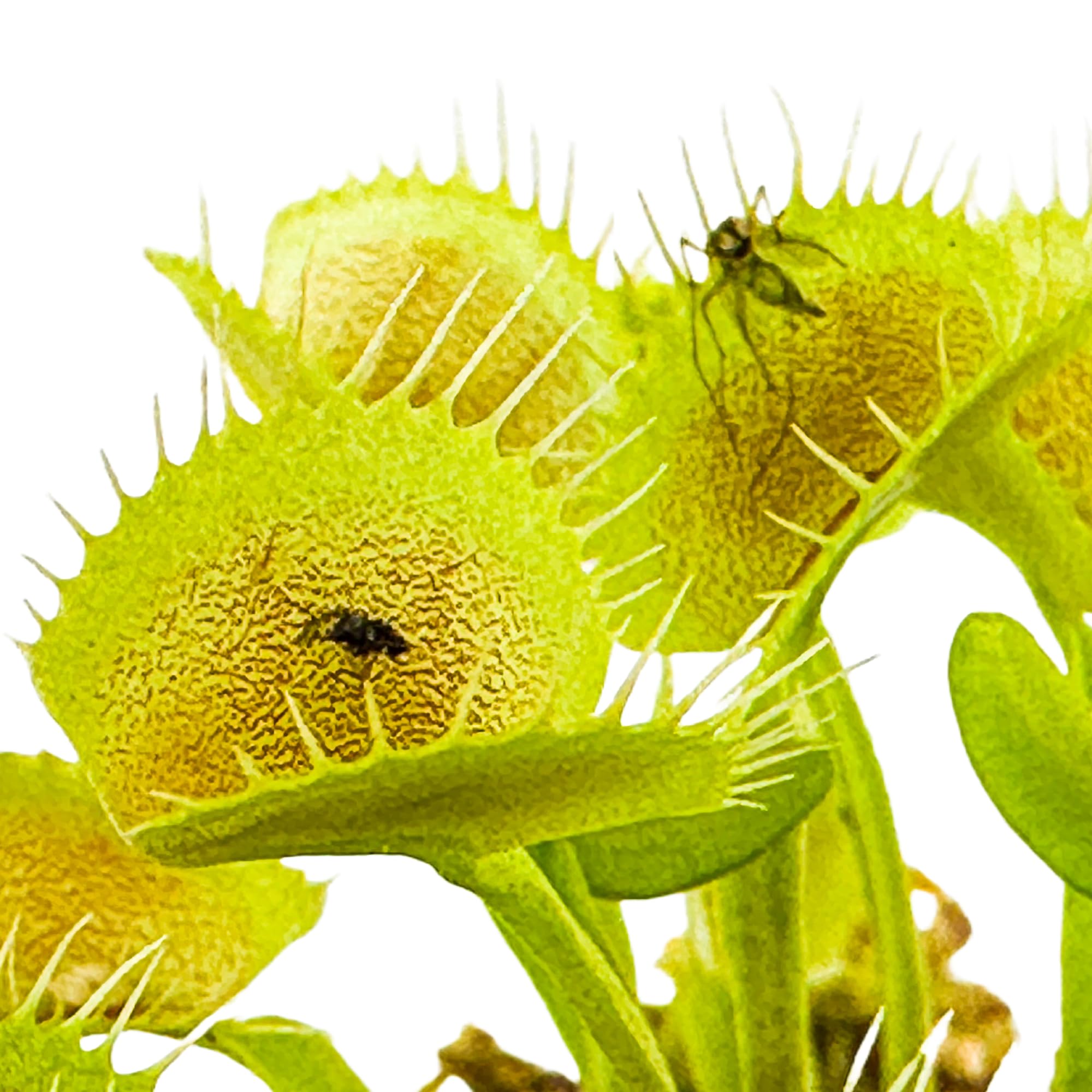King Henry Venus Fly Trap Live Plant (Dionaea Muscipula) - Carnivorous Indoor & Garden Plant by Wellspring Gardens - Unique Starter Plant for Home, Office, Terrariums & Aquatic Gardens