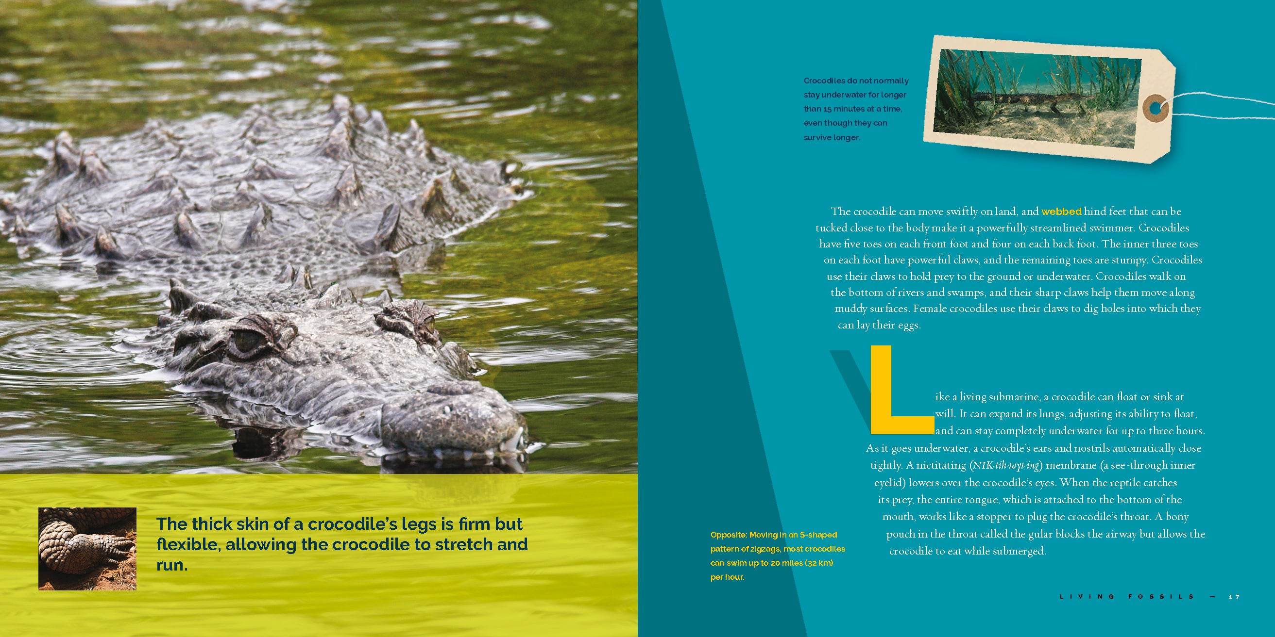 Crocodiles Book 9781640265226 - Wildlife Education & Nature Exploration for Kids & Adults - Perfect for School Projects & Animal Lovers