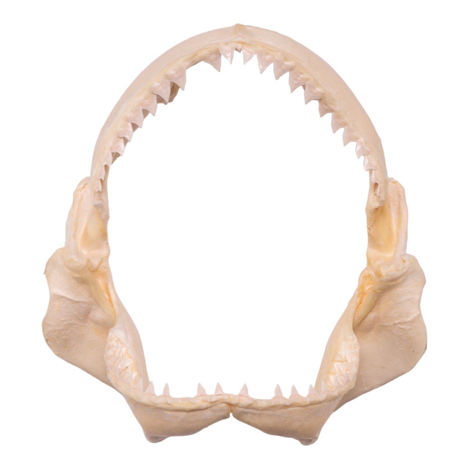 Authentic Pigeye Shark Jaw - 9.1 Inches - Rare Marine Specimen for Collectors, Science Education & Home Decor