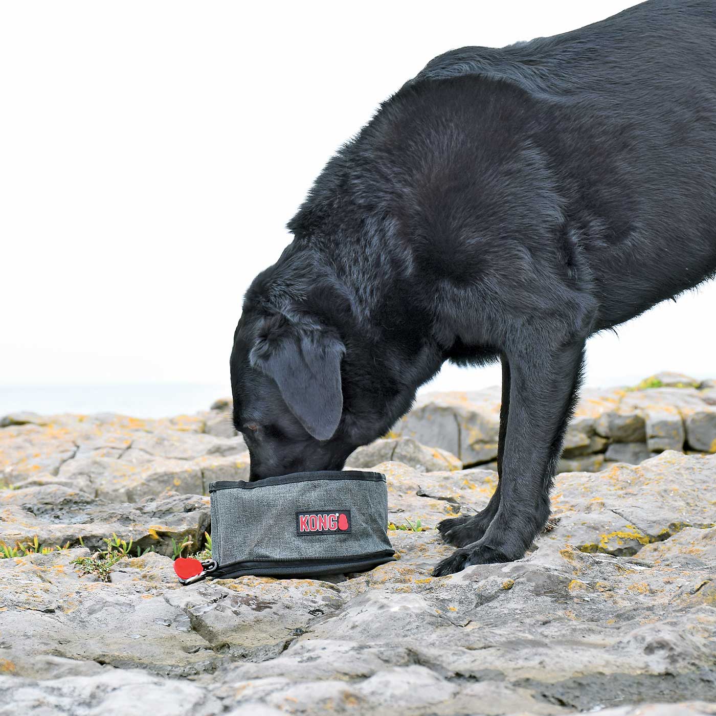 KONG Foldable Travel Dog Bowl - Portable Collapsible Pet Food & Water Dish for Dogs on the Go - Perfect for Hiking, Camping & Outdoor Adventures