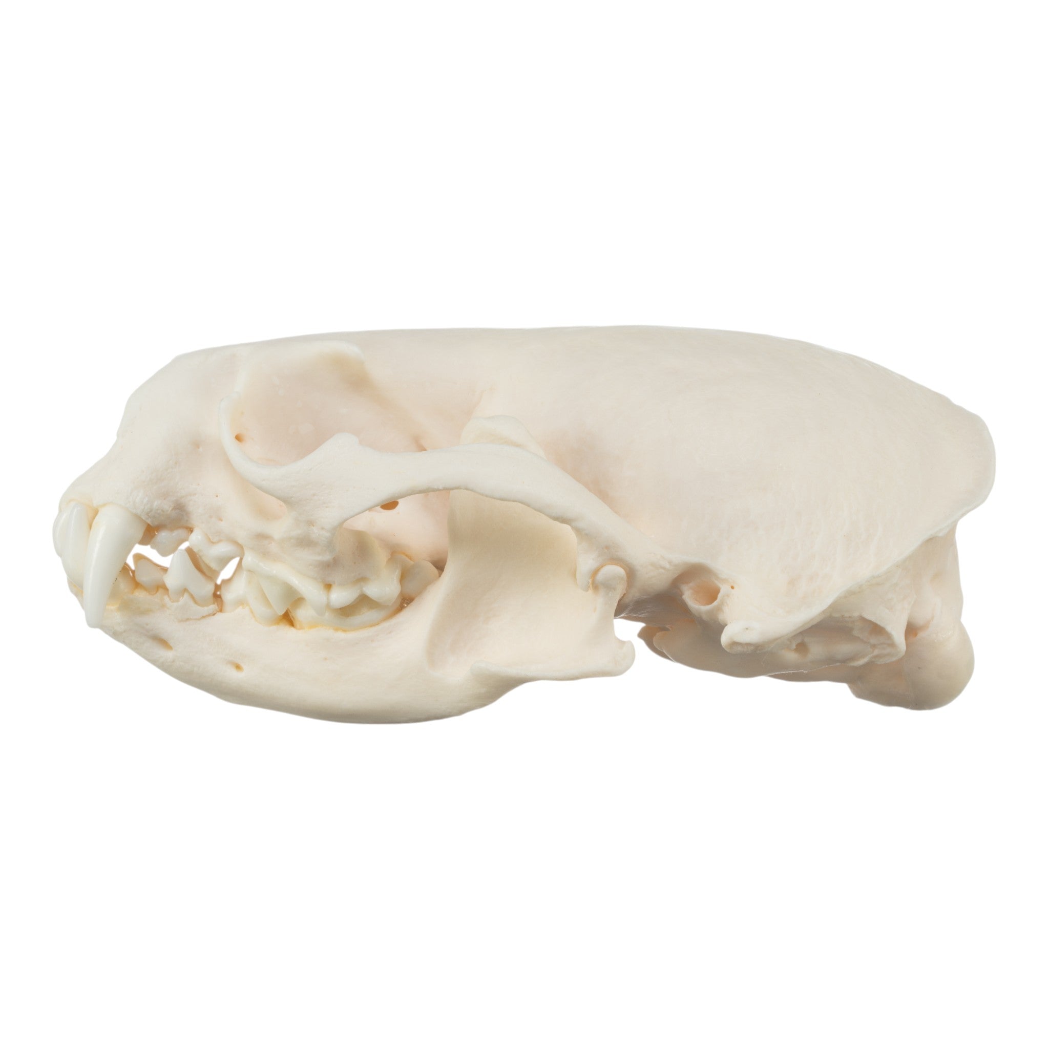 Authentic Real River Otter Skeleton - Disarticulated Bones for Science Study, Taxidermy & Educational Display | Perfect for Biology Classrooms, Museum Exhibits & Oddity Collections