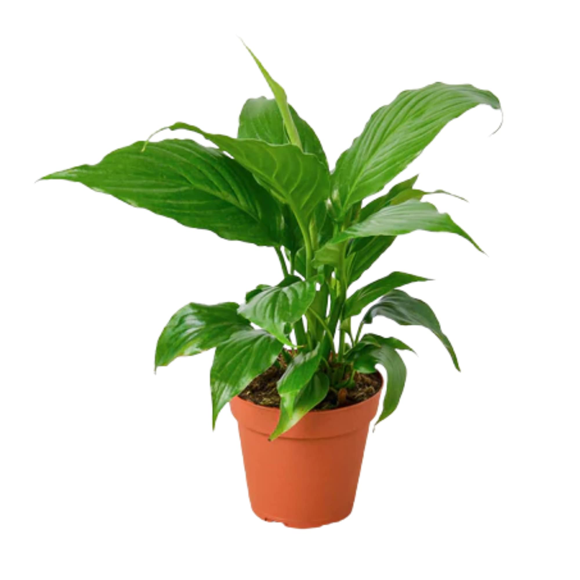 Spathiphyllum 'Green' Peace Lily - 10