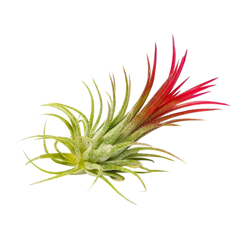 Tillandsia Ionantha Rubra Air Plant 3