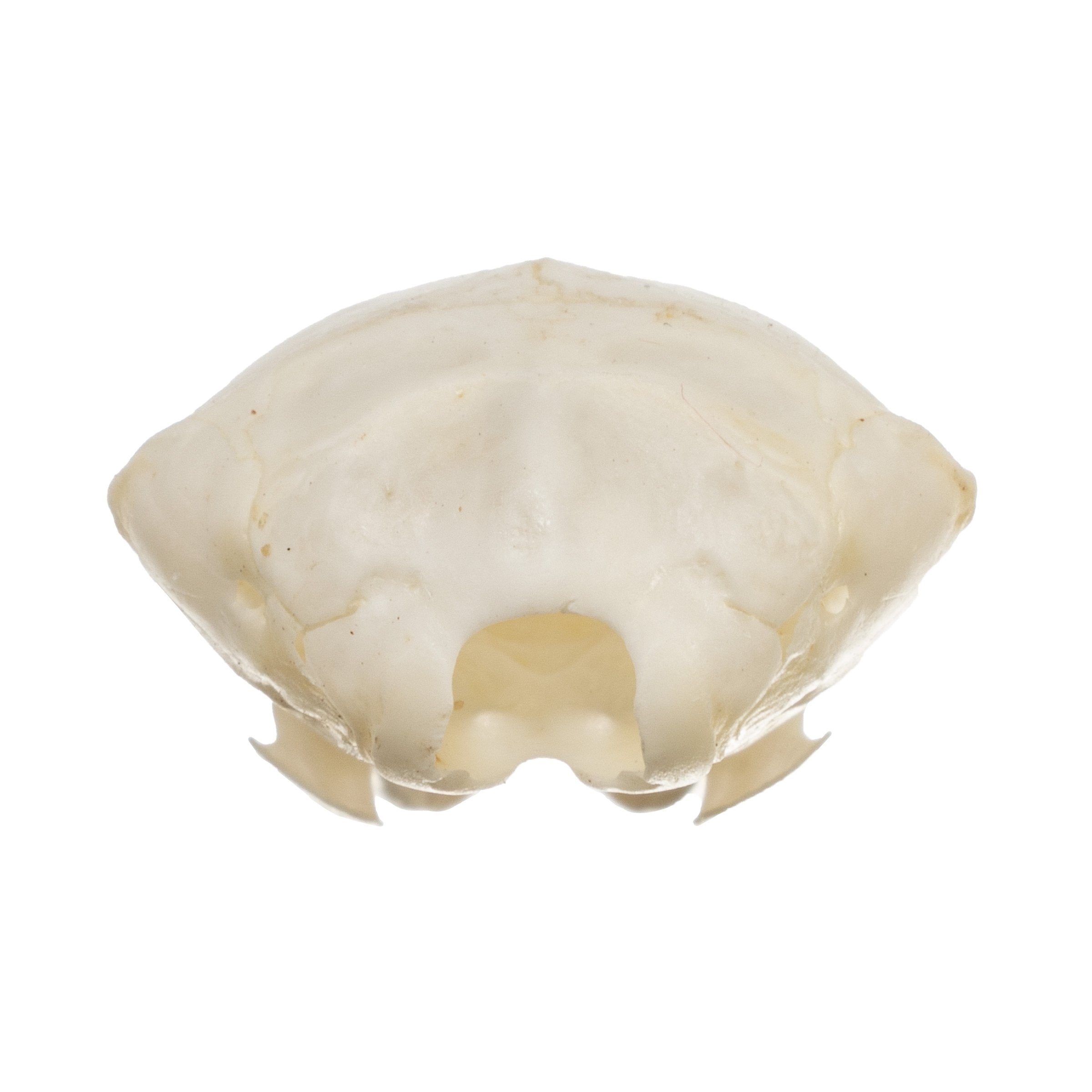Authentic Townsend's Mole Skull - High-Quality Animal Specimen for Science Education, Taxidermy & Collectors | Perfect for Biology Classrooms, Museum Displays & Oddity Collections