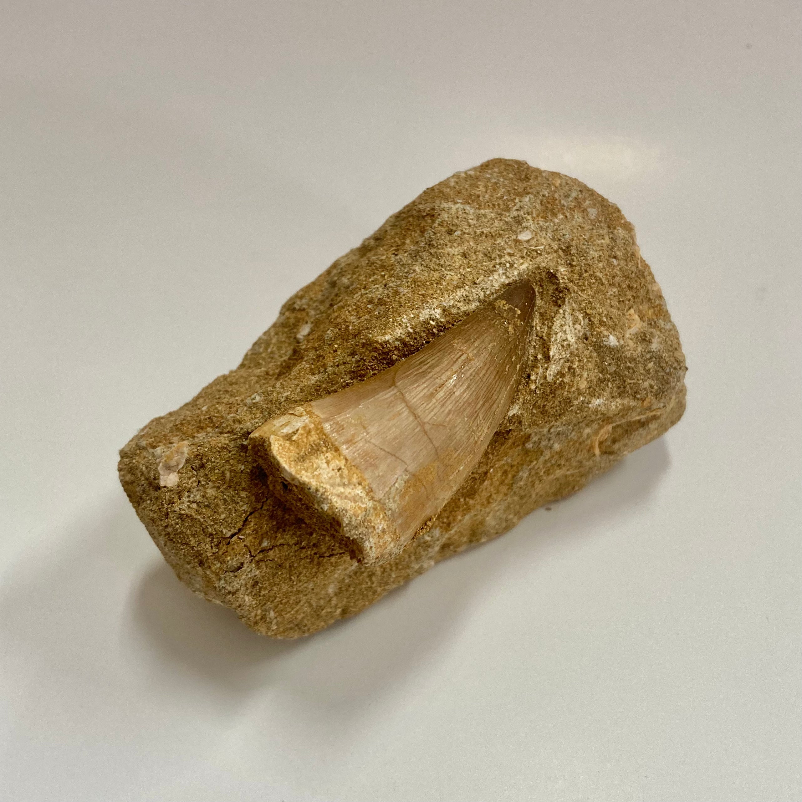 Authentic Mosasaur Tooth Replica - Realistic Dinosaur Fossil Copy for Collectors, Education & Home Decor | Perfect for Science Enthusiasts & Paleontology Displays