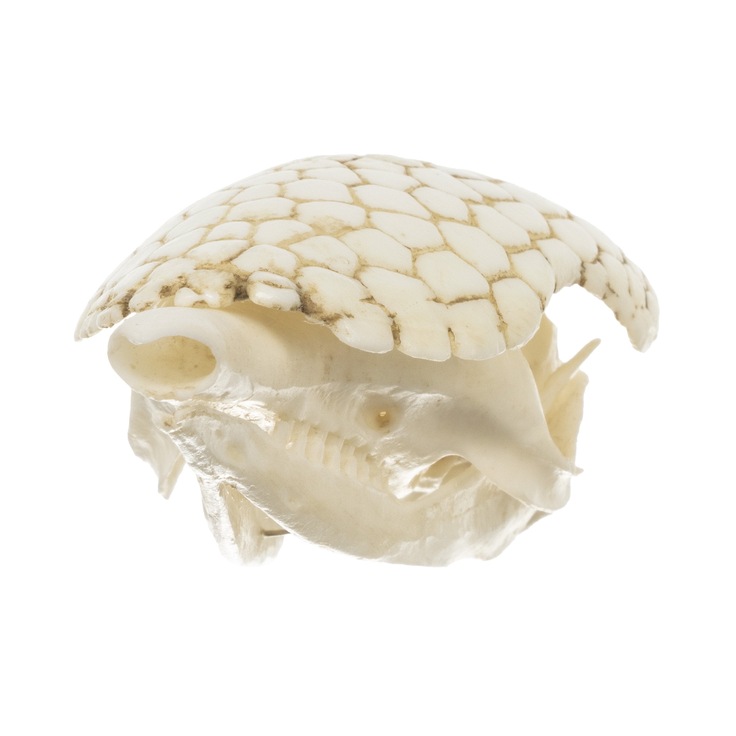 Authentic Replica Nine-Banded Armadillo Skull - Lifelike Animal Skull Model for Home Decor, Educational Display, and Halloween Props