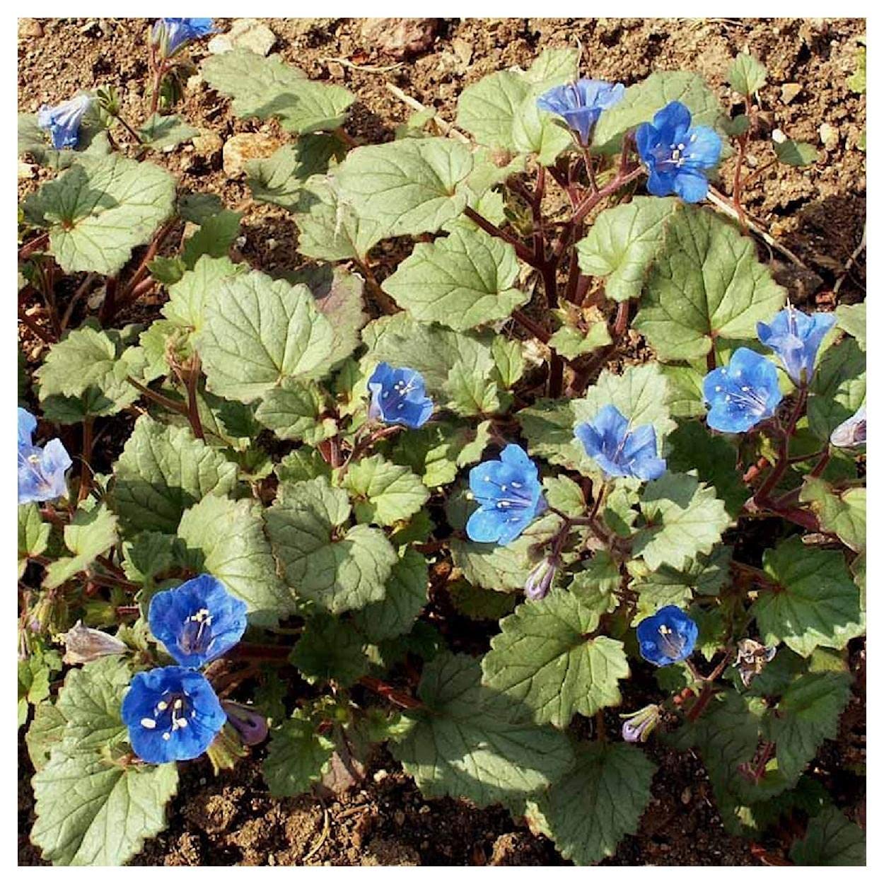 Everwilde Farms - 2000 California Bluebell Native Wildflower Seeds - Gold Vault Jumbo Seed Packet for Gardening, Landscaping & Pollinator Gardens - Non-GMO Flower Seeds for Attracting Bees & Butterflies